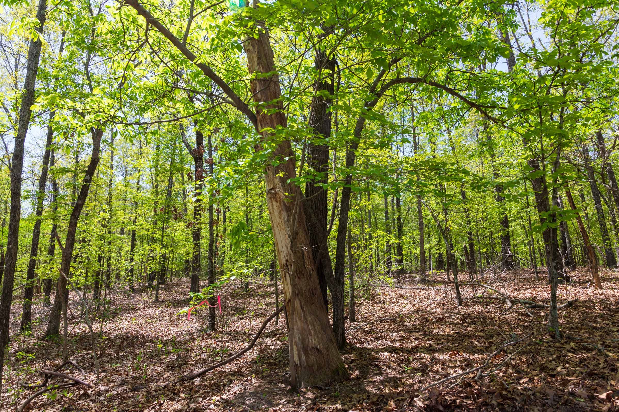 Autumnwood Tract 21 photo 15