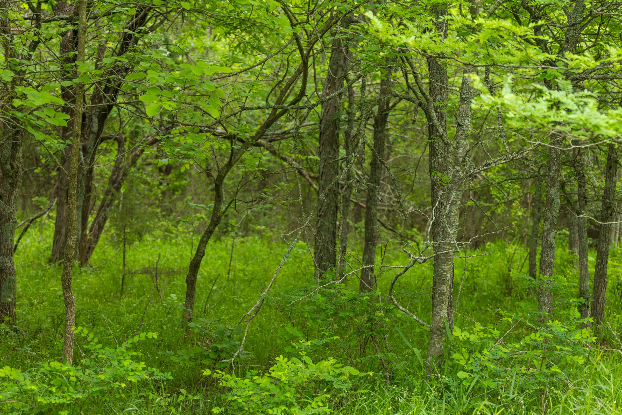 Harmony Hills Tract 10 photo 5