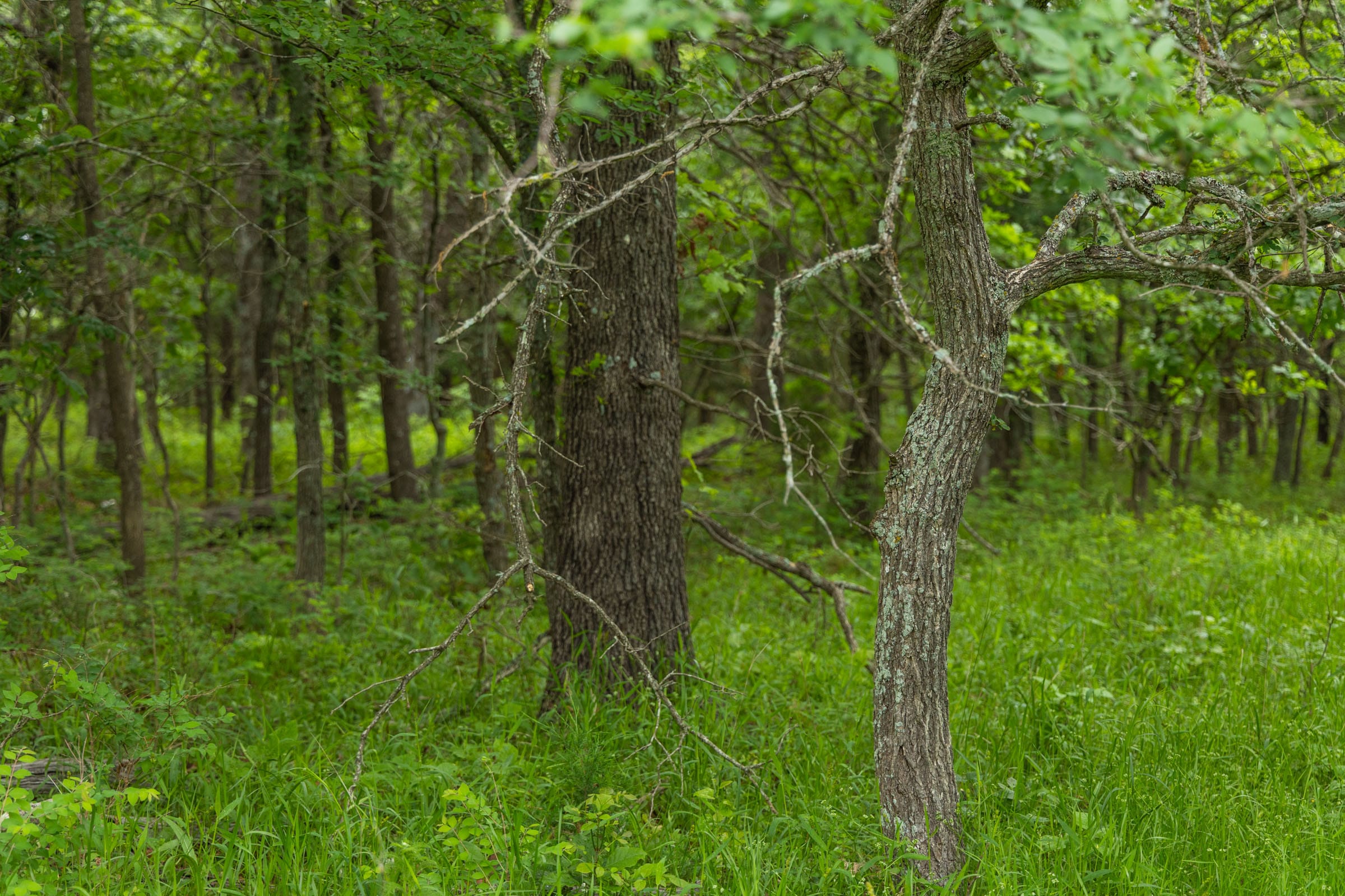 Harmony Hills Tract 10 photo 6