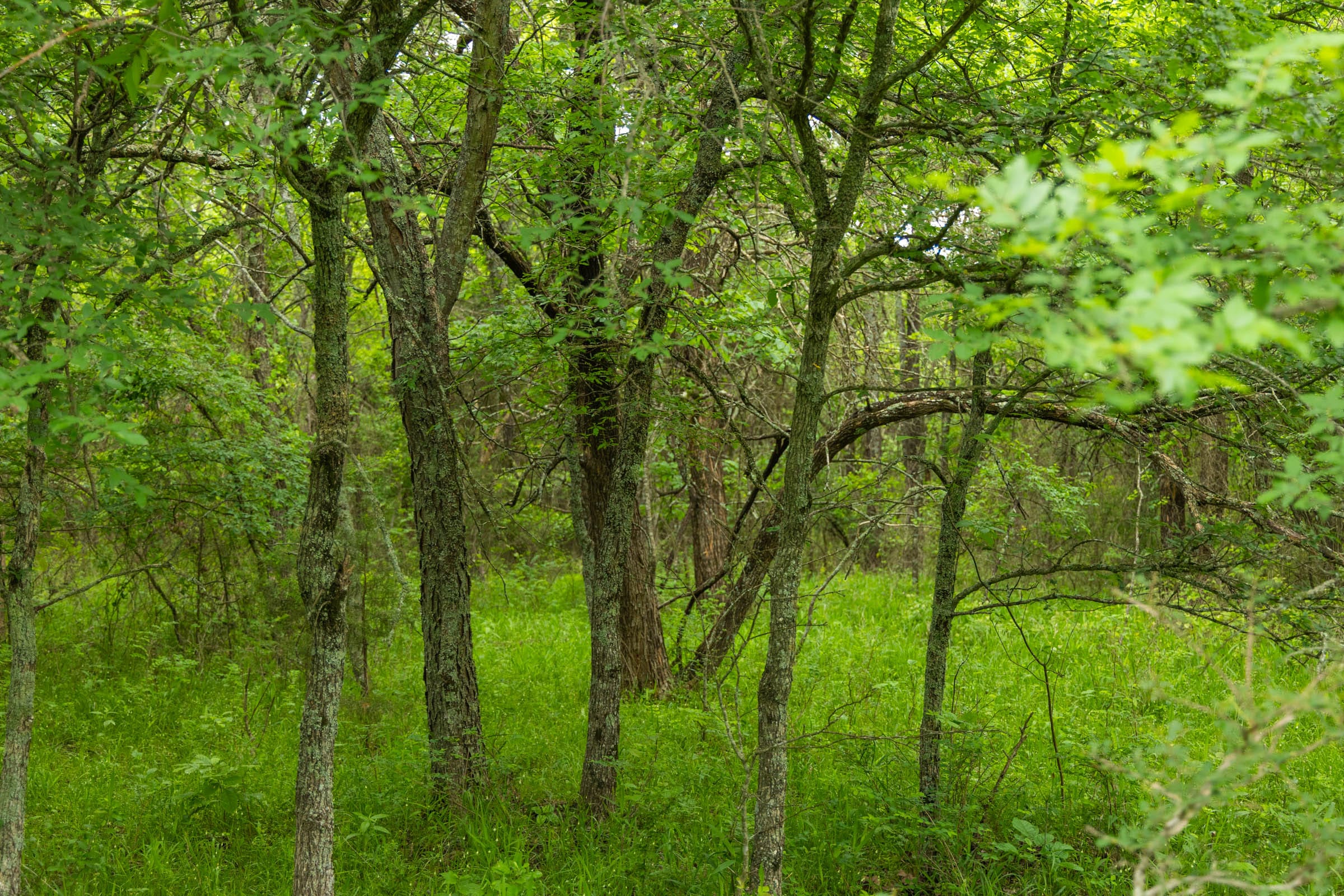 Harmony Hills Tract 10 photo 8