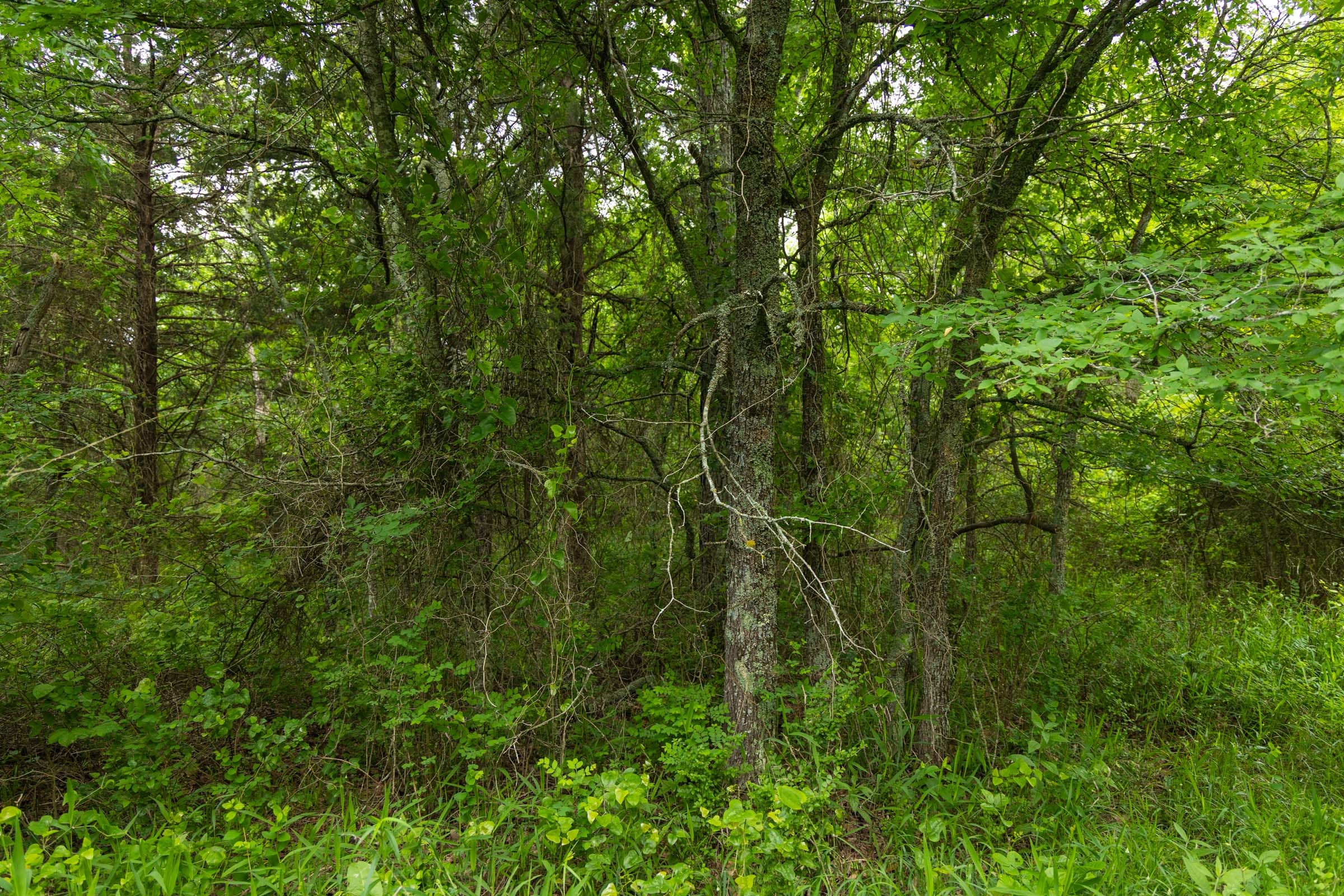 Harmony Hills Tract 10 photo 7