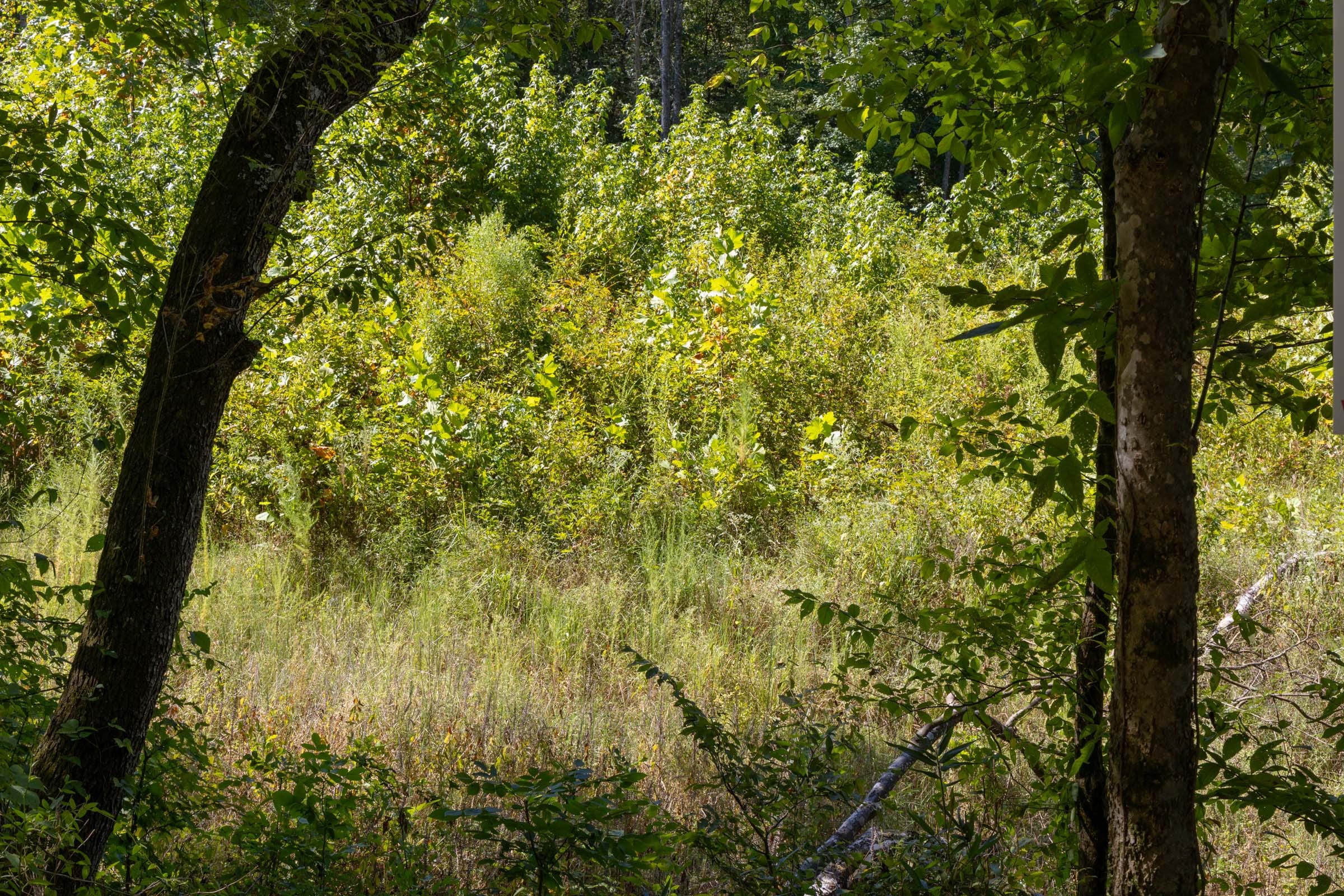 Big White Oak Tract 15 photo 3