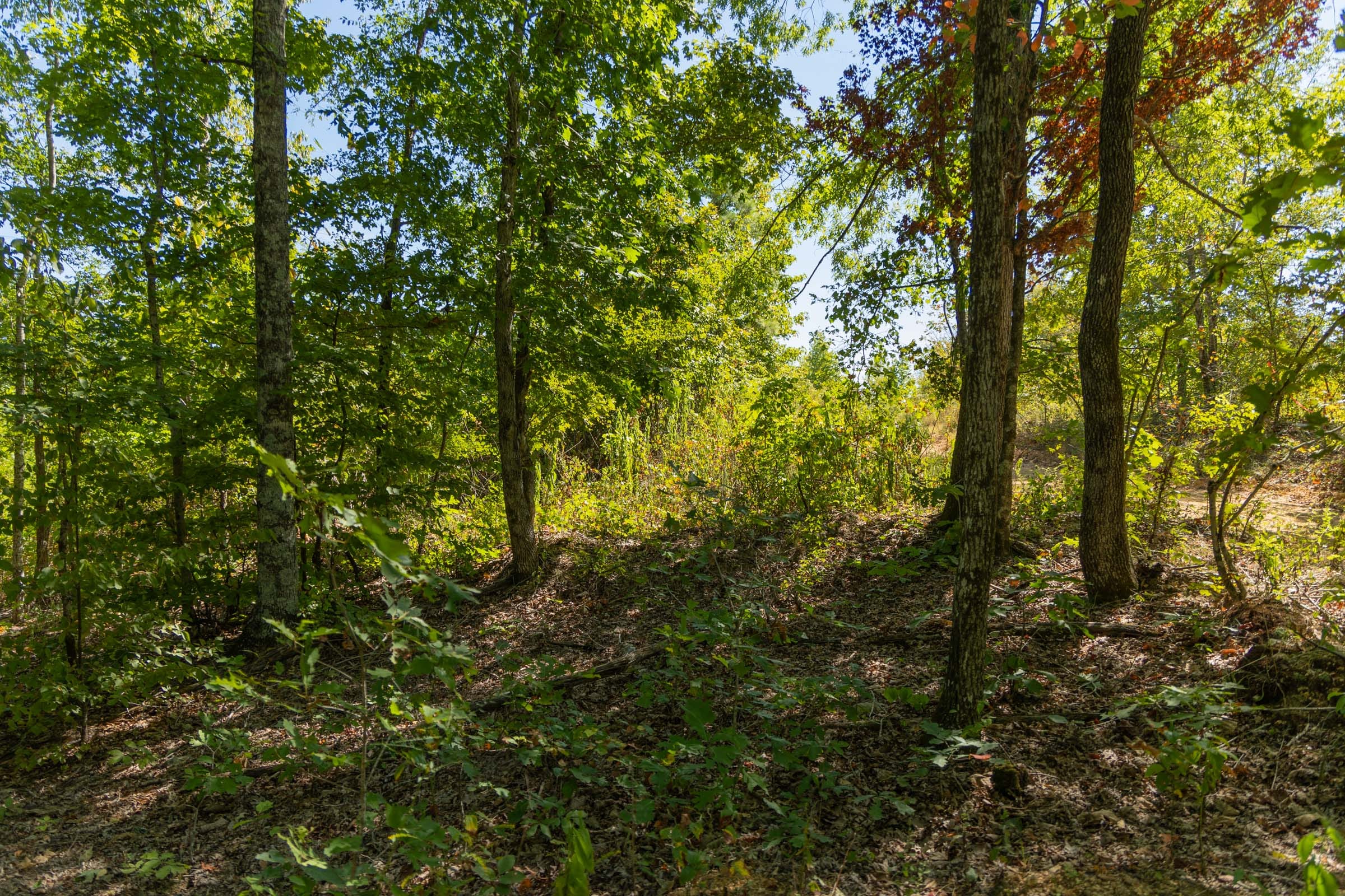 Big White Oak Tract 15 photo 6