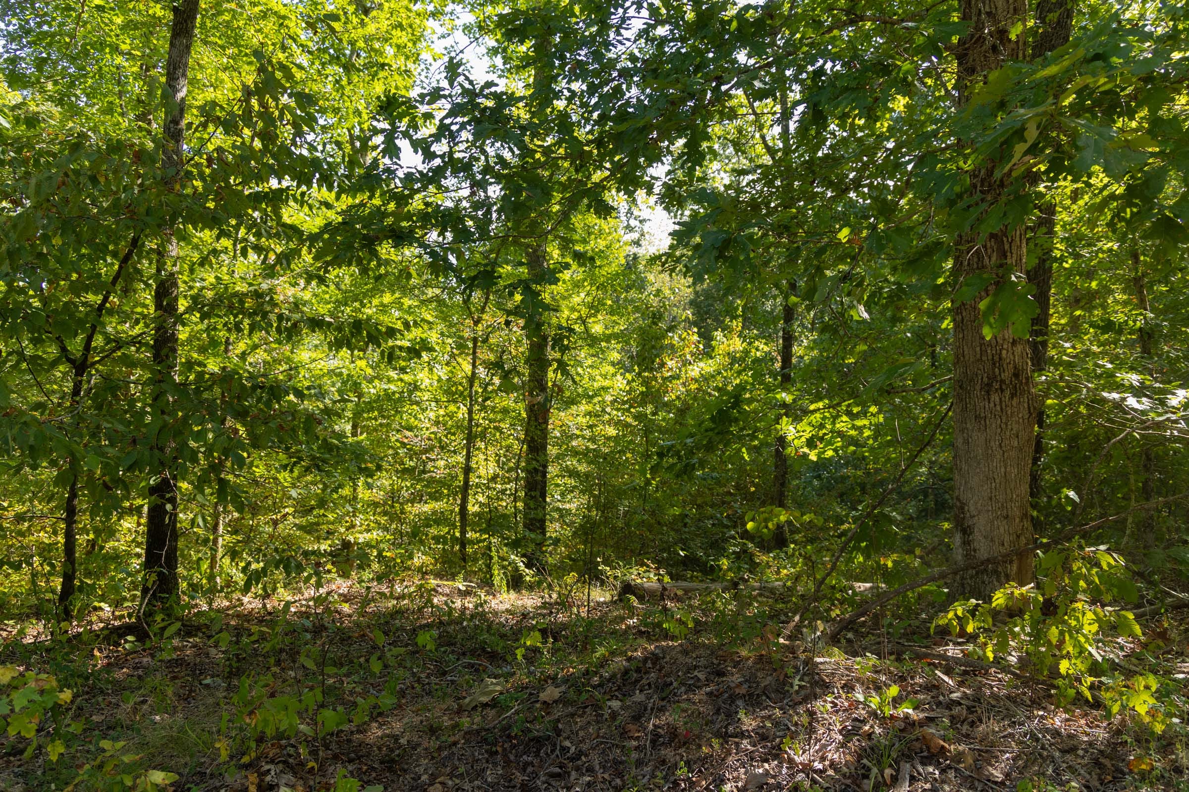 Big White Oak Tract 15 photo 2