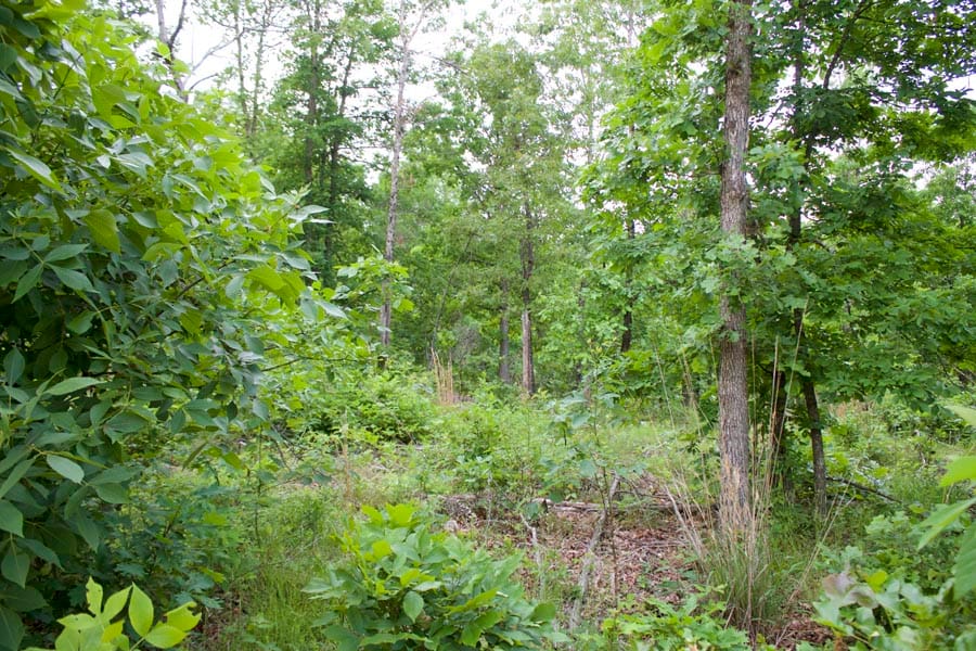 Thunder Mountain Ranch Tract 34 photo 1