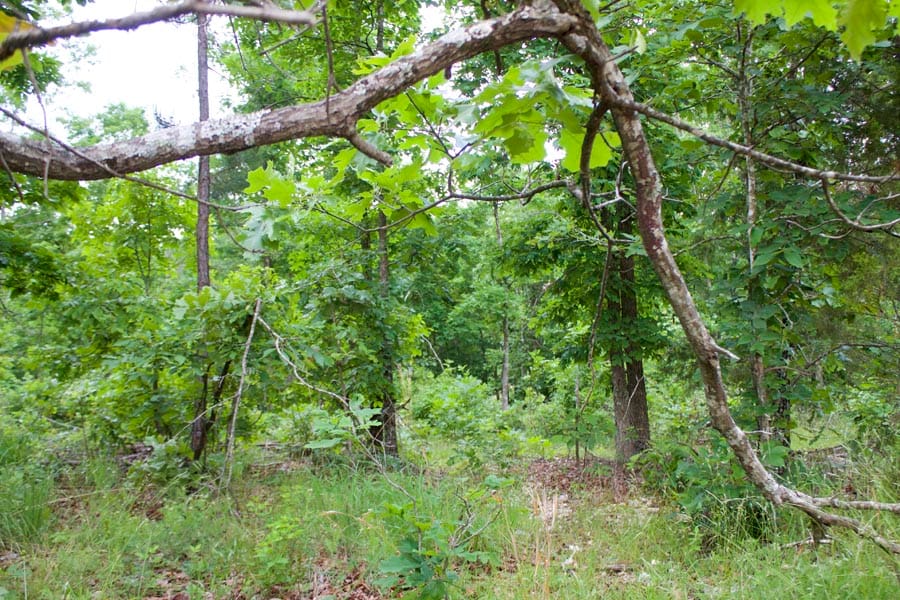 Thunder Mountain Ranch Tract 34 photo 2