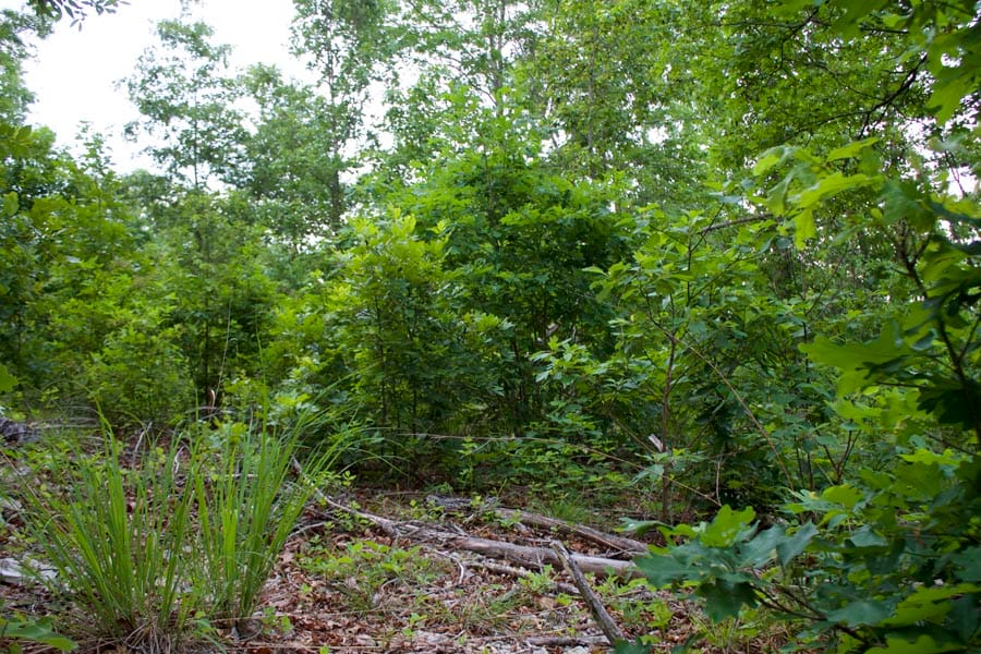Thunder Mountain Ranch Tract 34 photo 4