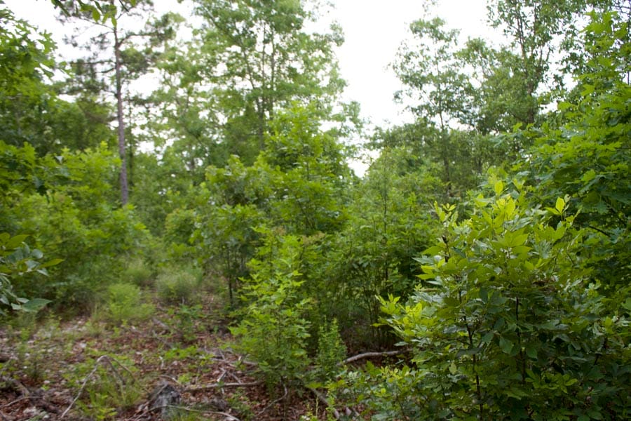 Thunder Mountain Ranch Tract 34 photo 5