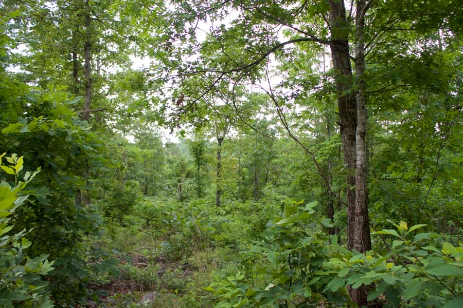 Thunder Mountain Ranch Tract 34 photo 6