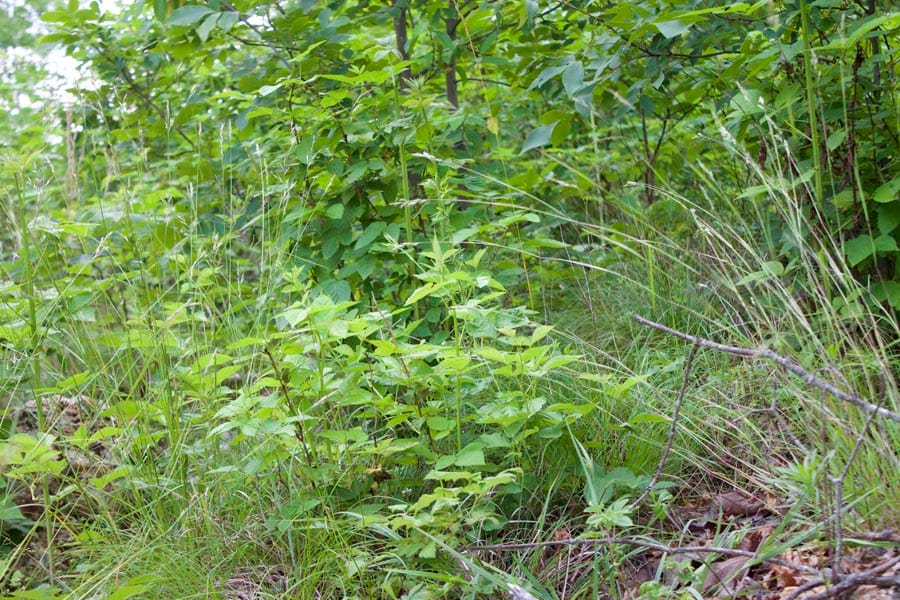 Thunder Mountain Ranch Tract 34 photo 8