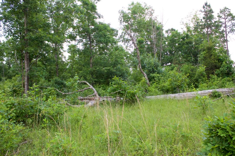 Thunder Mountain Ranch Tract 34 photo 9