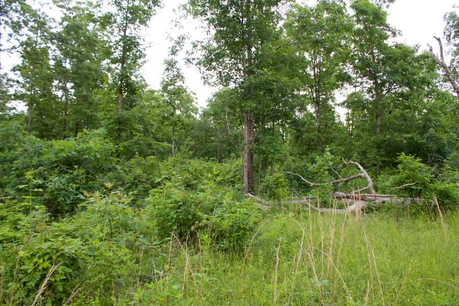 Thunder Mountain Ranch Tract 34 photo 11