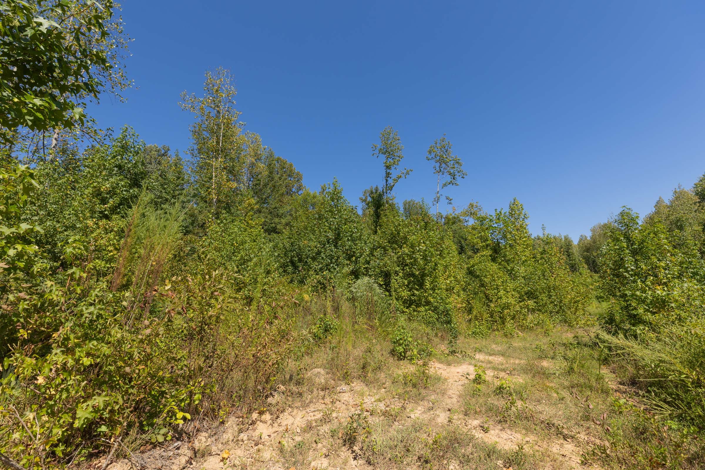 Big White Oak Tract 113 photo 21