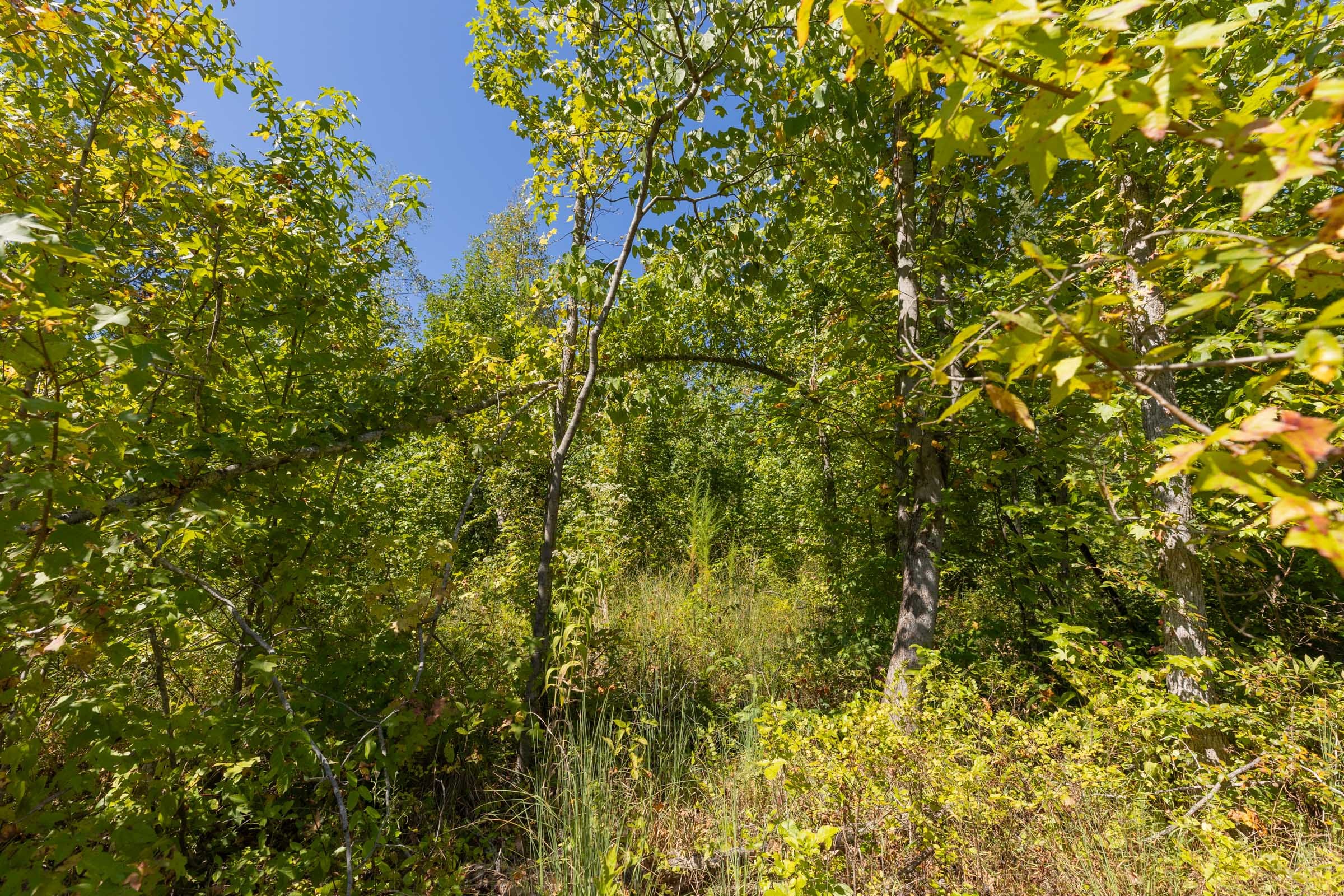 Big White Oak Tract 113 photo 20