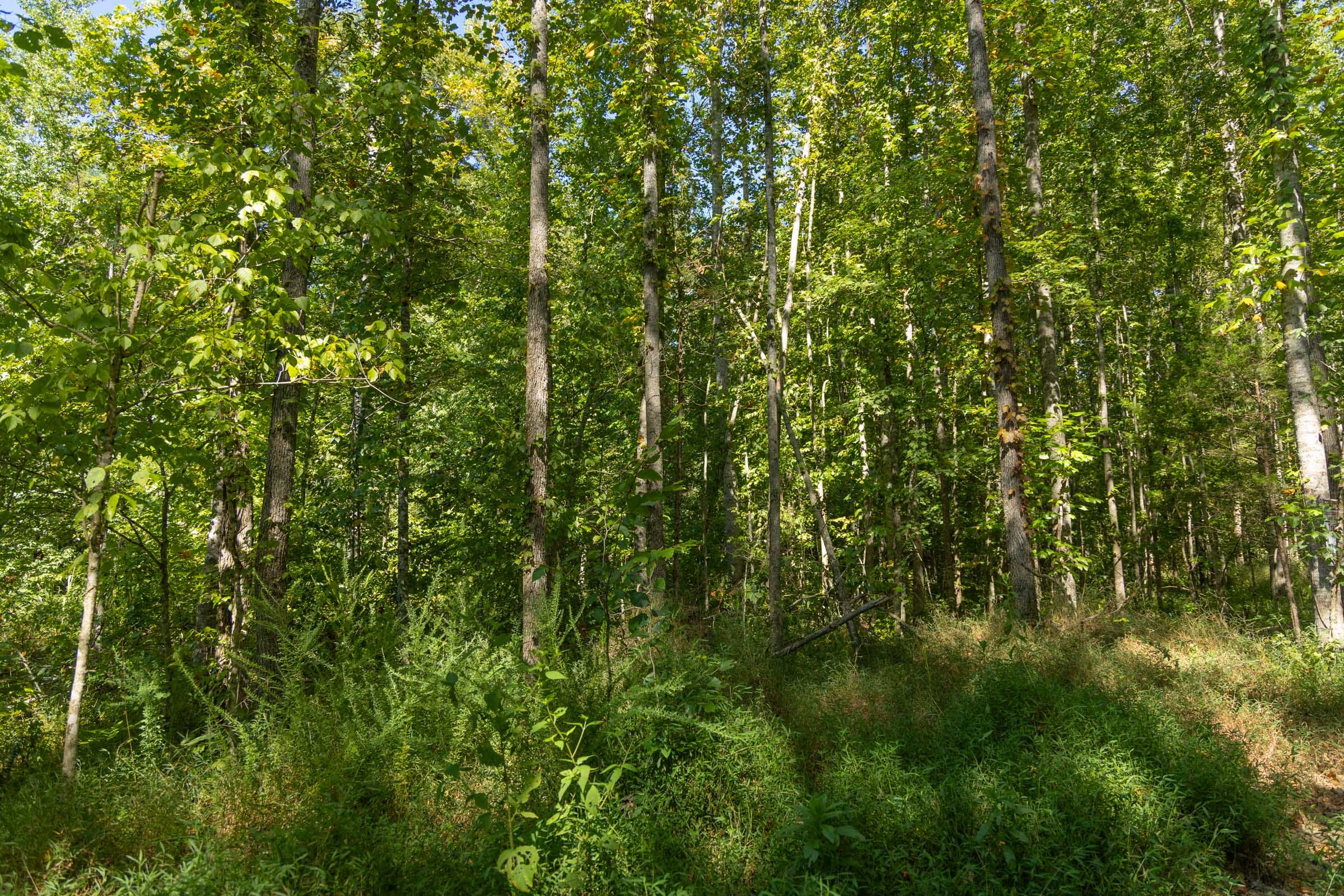 Big White Oak Tract 113 photo 19