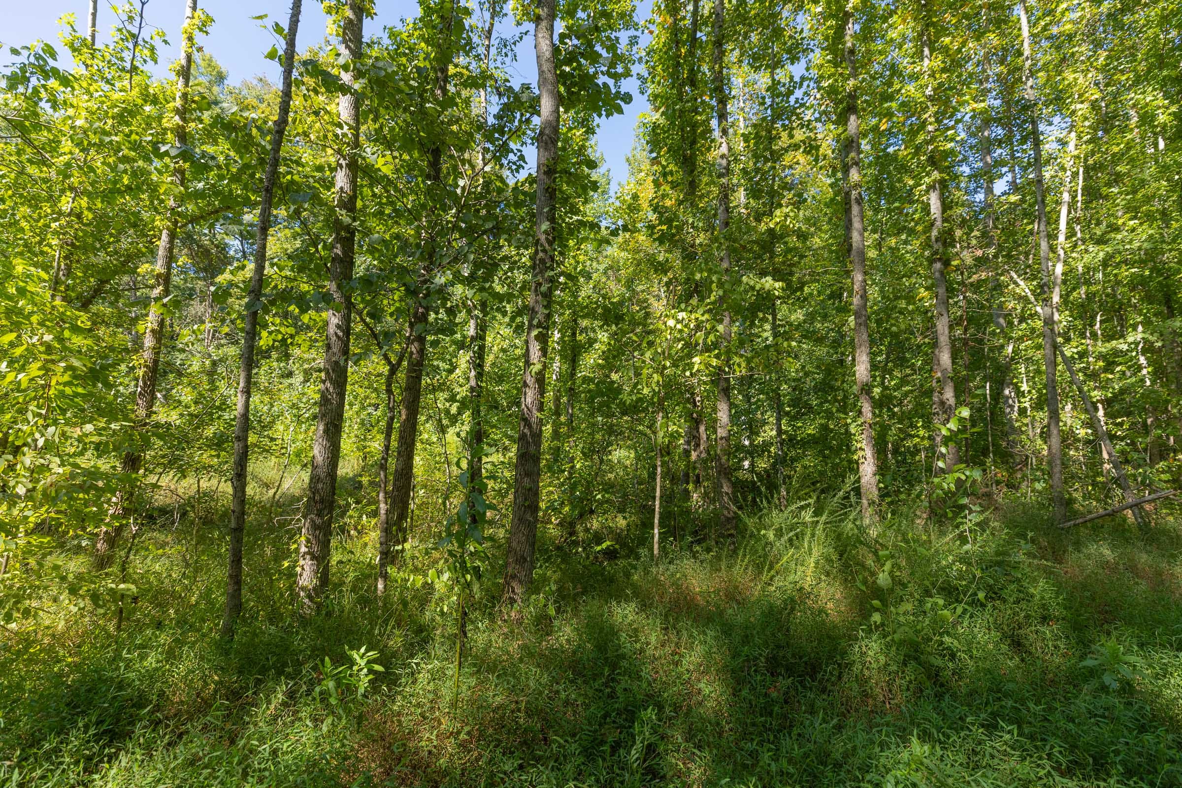Big White Oak Tract 113 photo 18