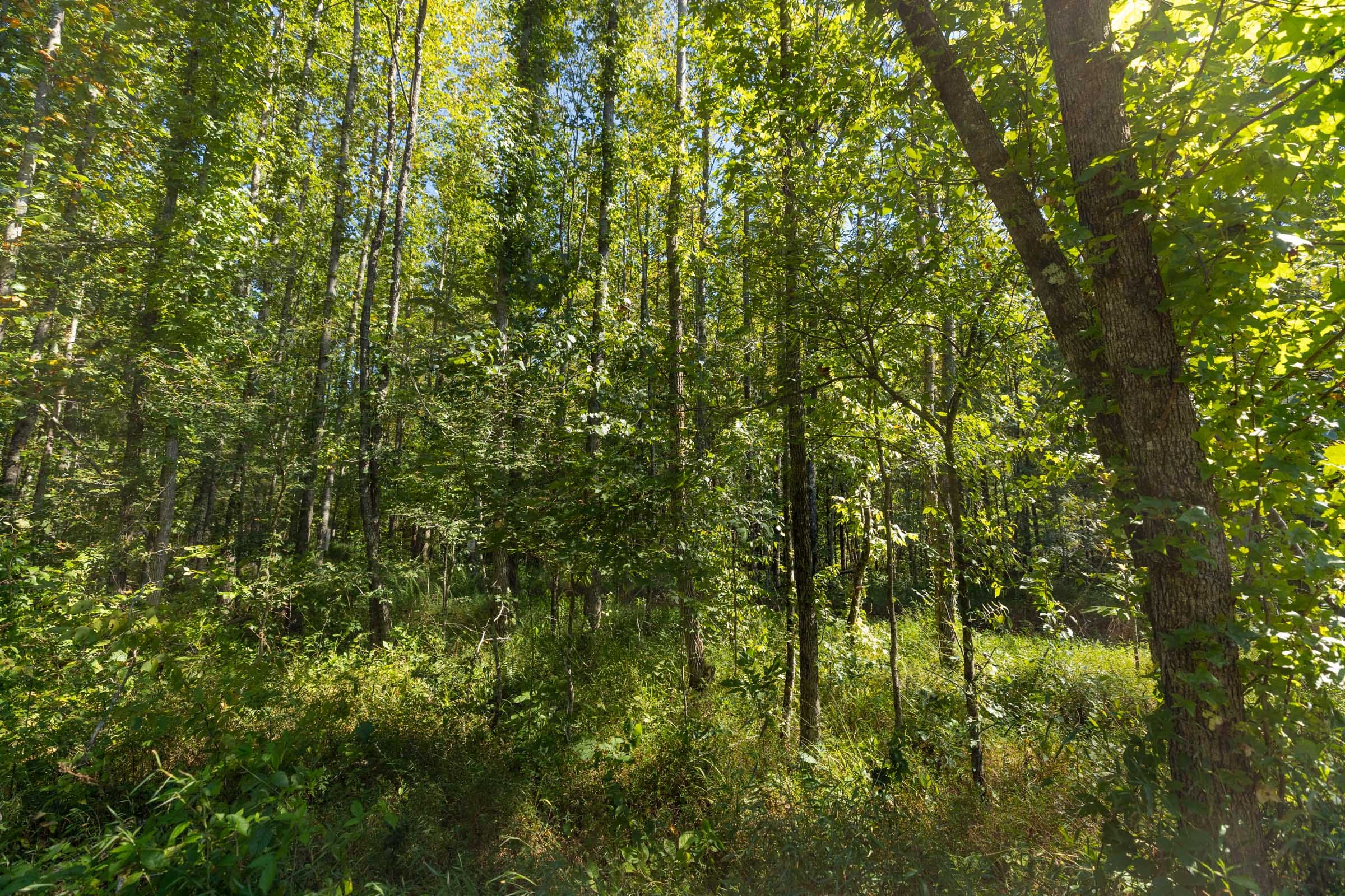 Big White Oak Tract 113 photo 17