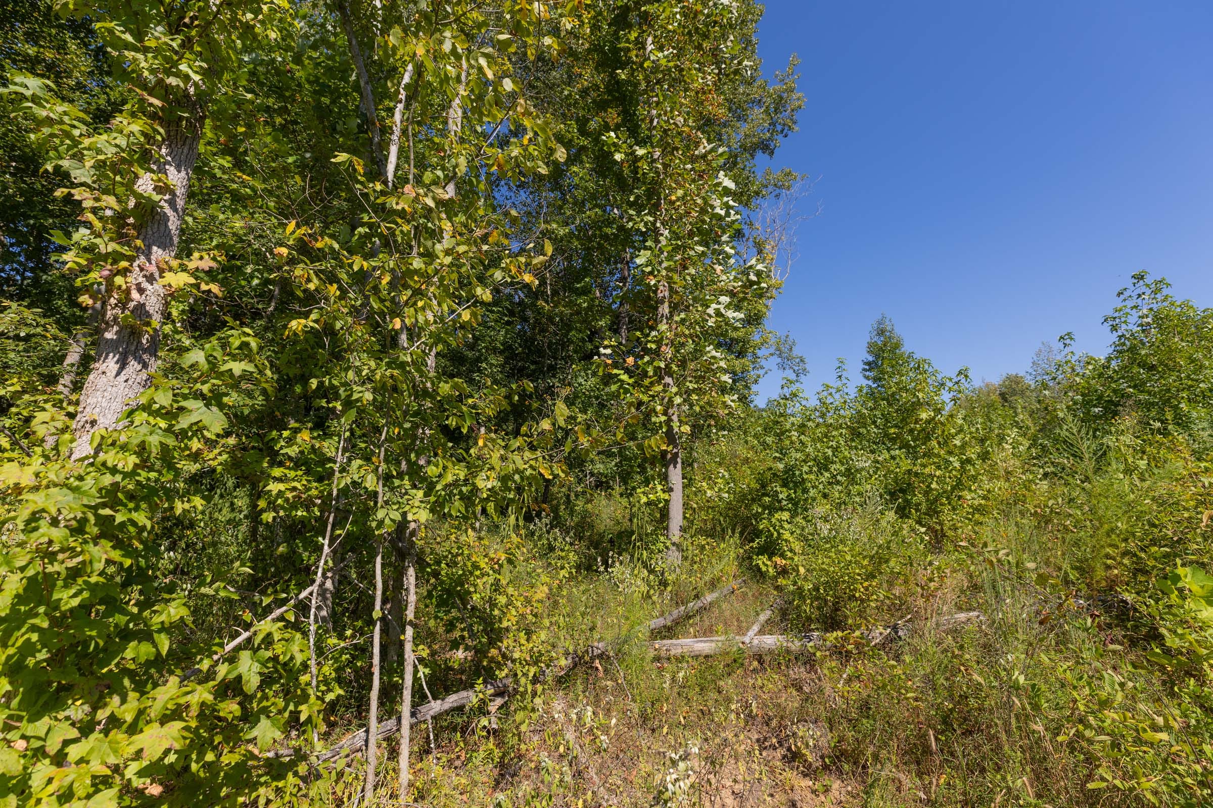 Big White Oak Tract 113 photo 16