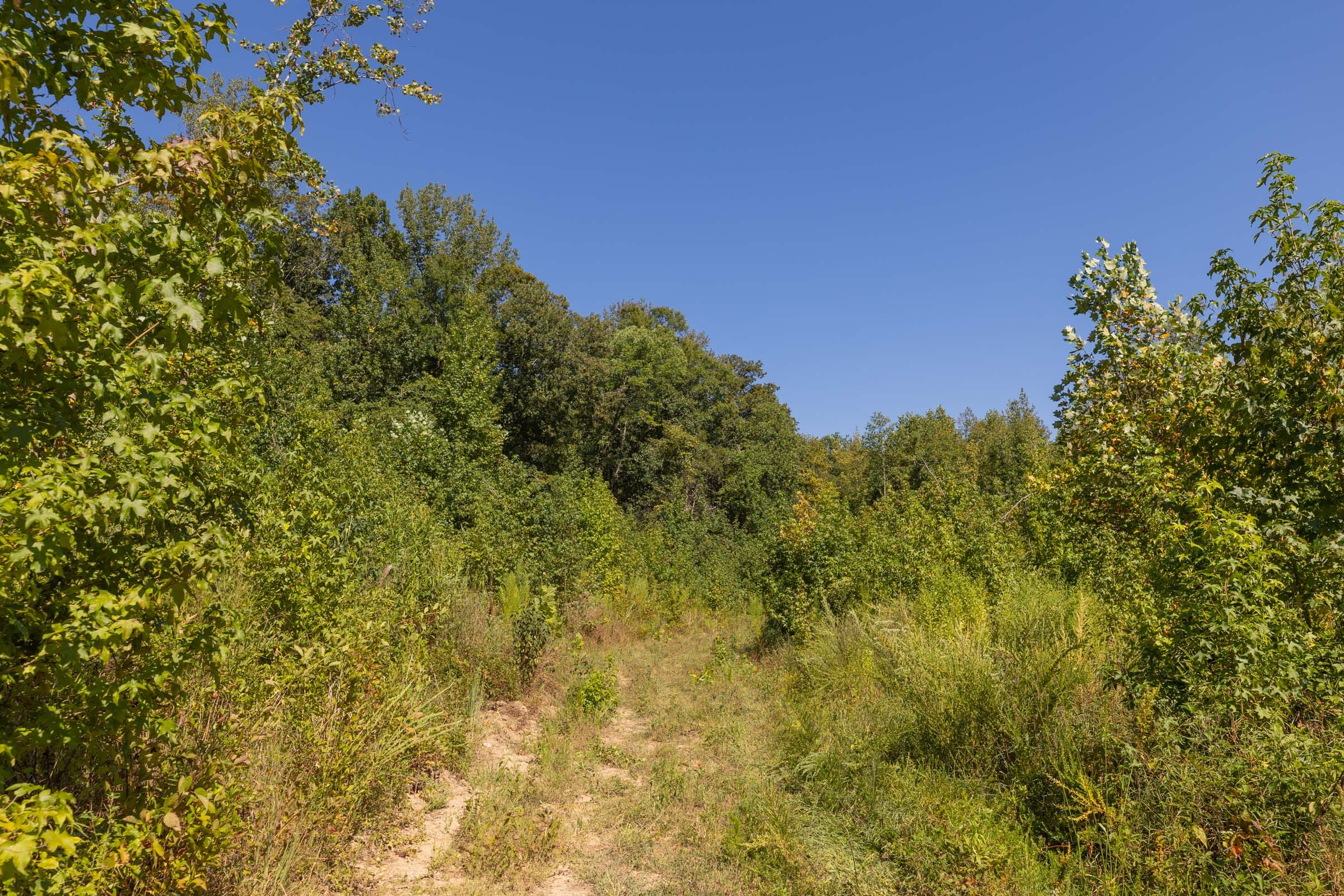 Big White Oak Tract 113 photo 15