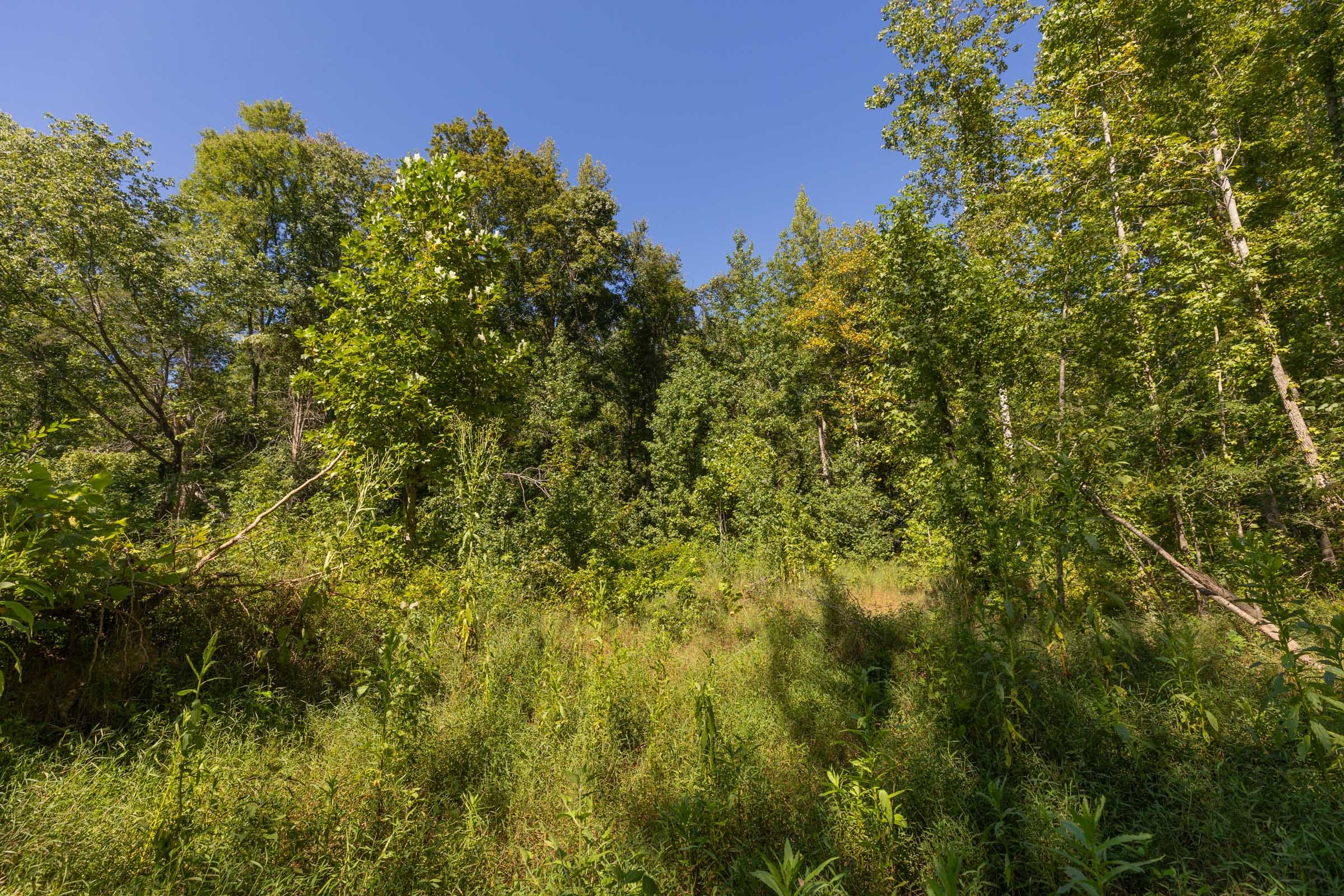 Big White Oak Tract 113 photo 14