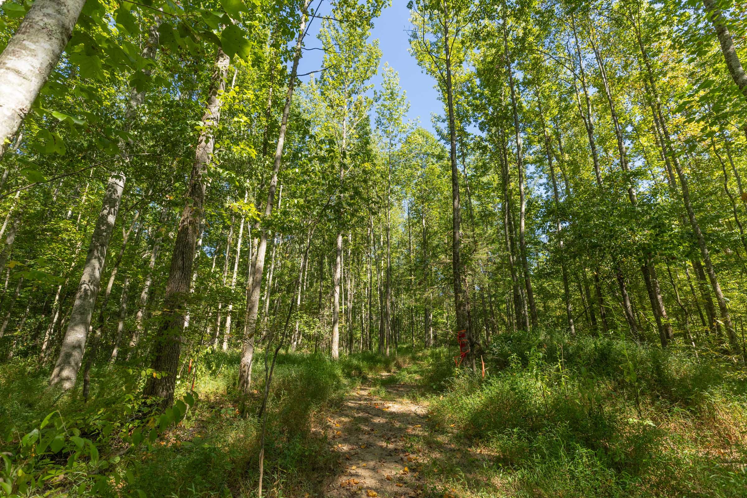 Big White Oak Tract 113 photo 12