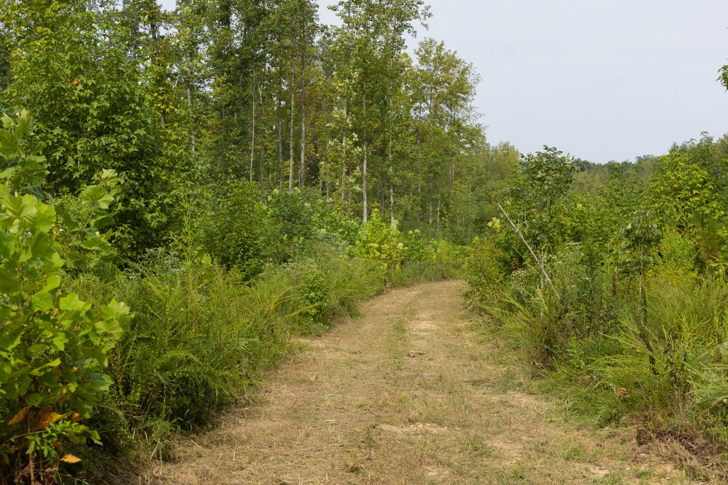 Big White Oak Tract 113 photo 11