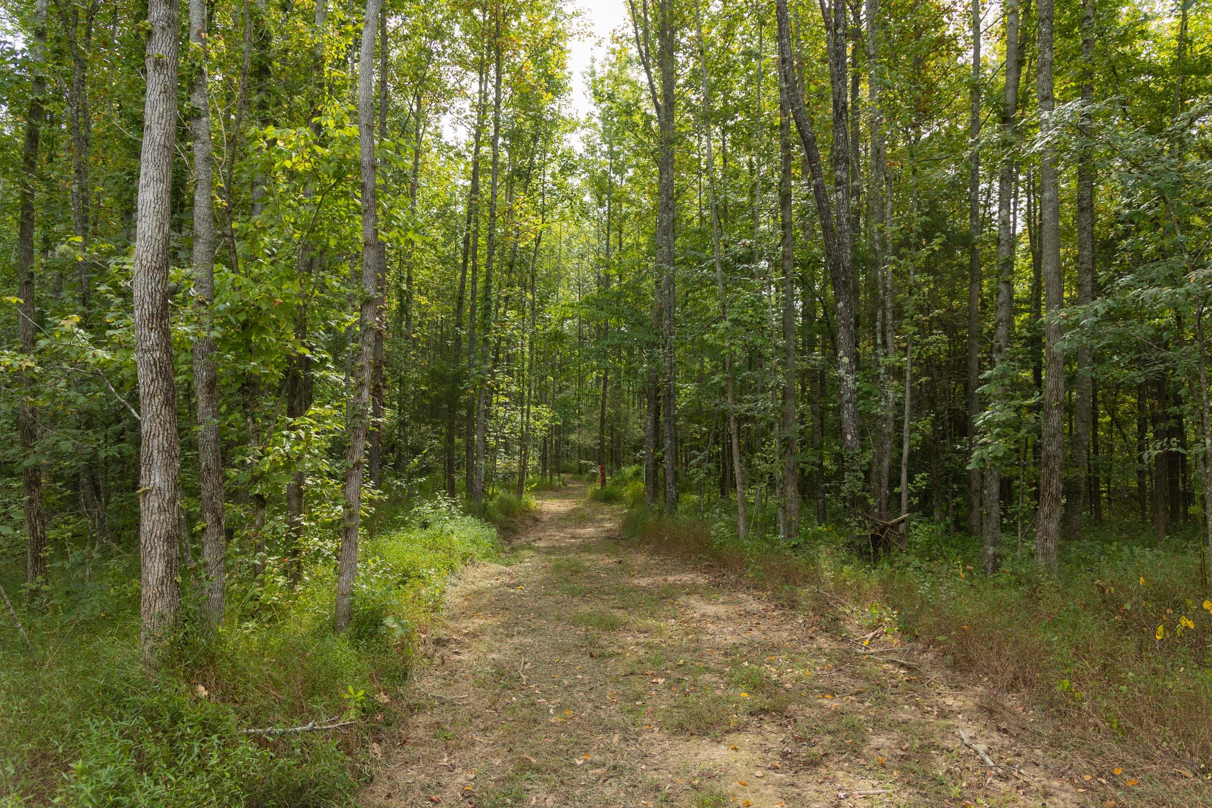 Big White Oak Tract 113 photo 10