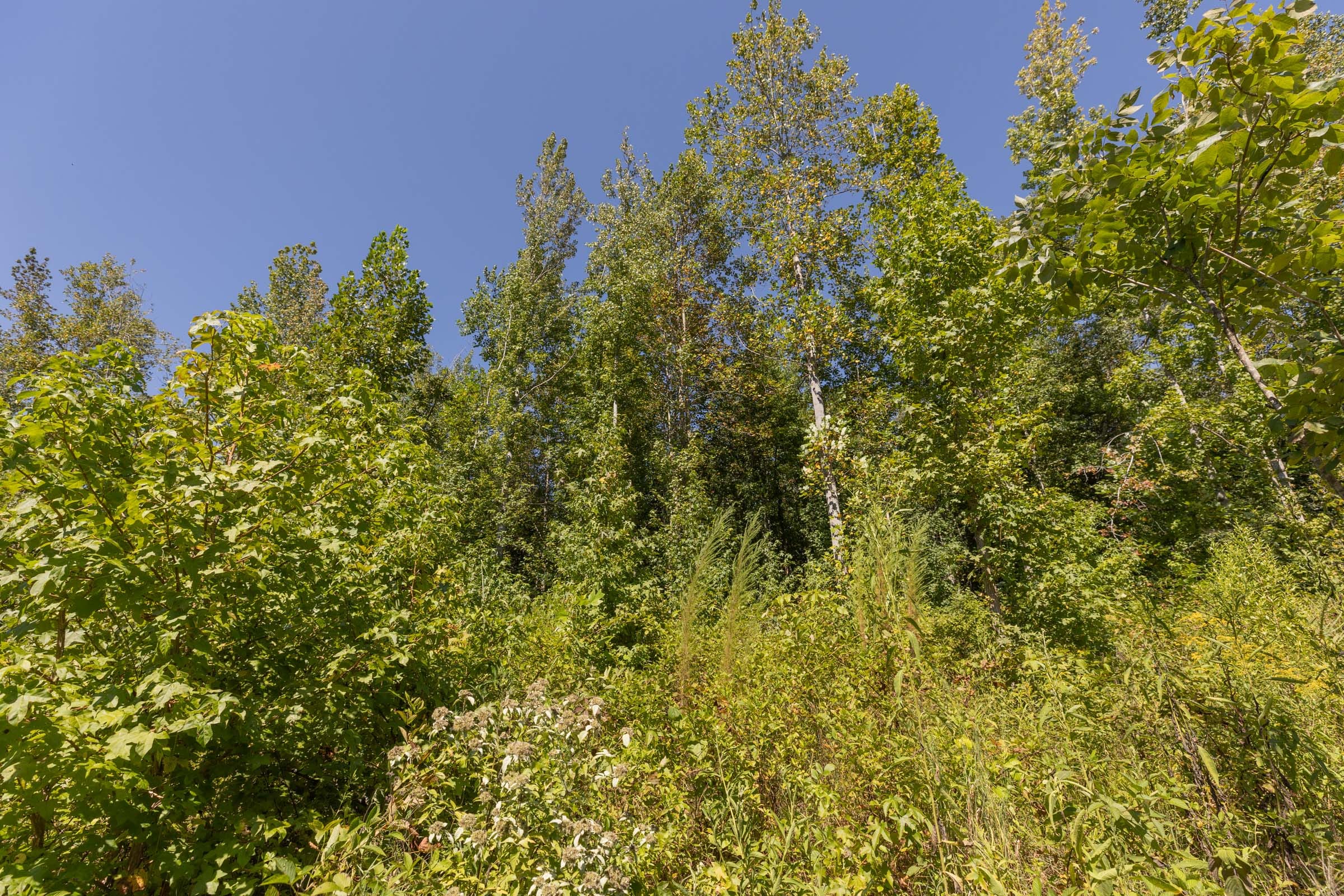 Big White Oak Tract 113 photo 9