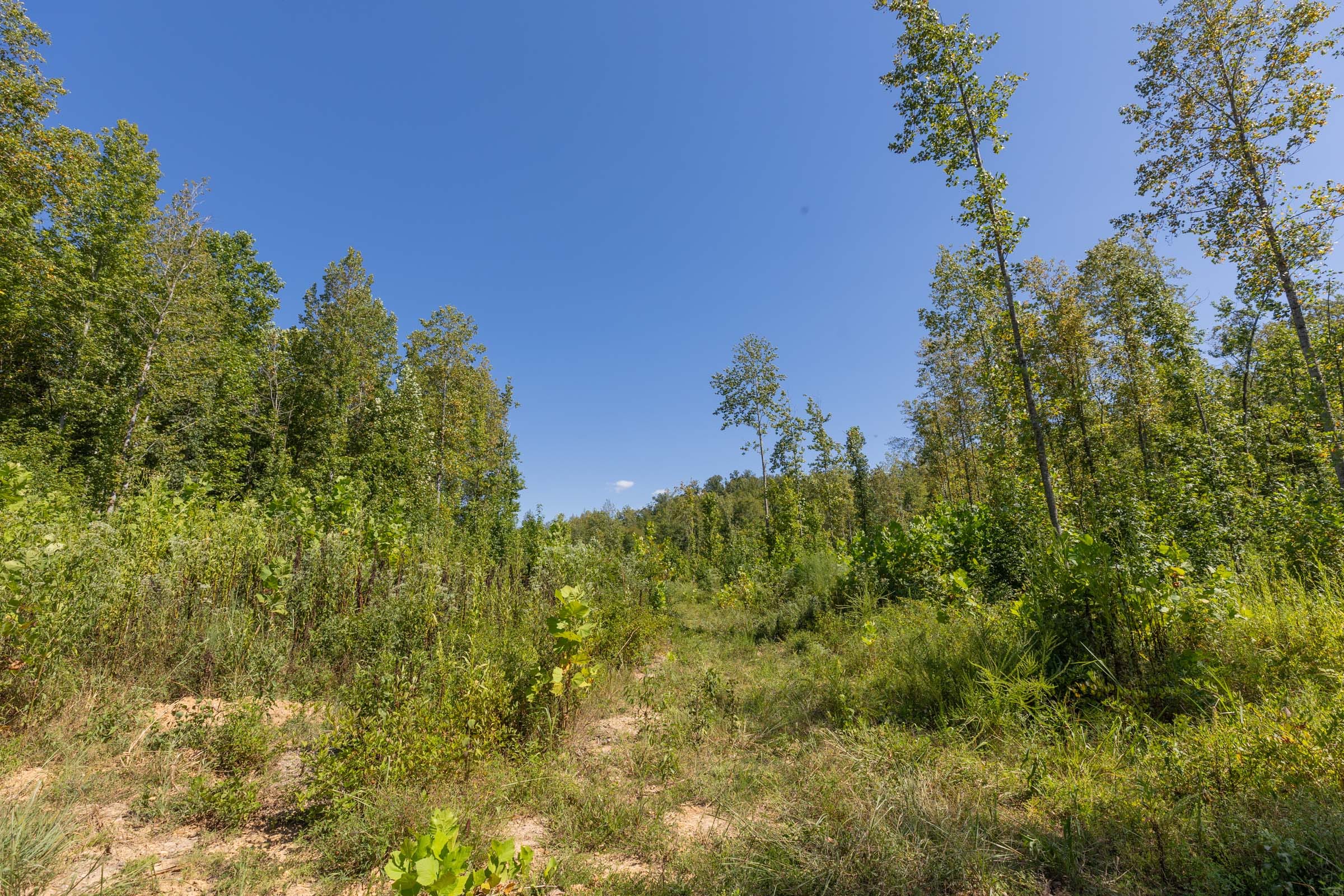 Big White Oak Tract 113 photo 8