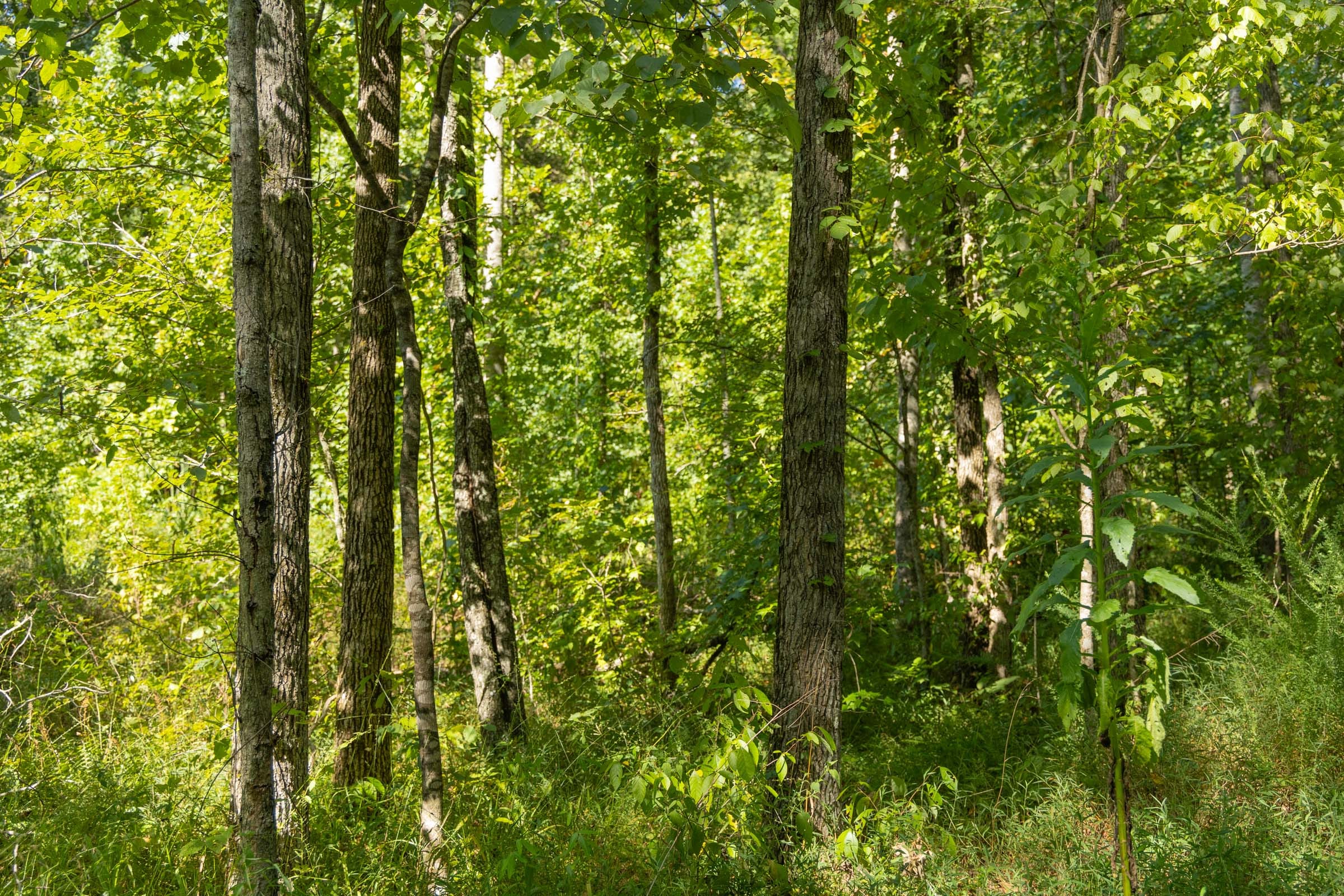 Big White Oak Tract 113 photo 7
