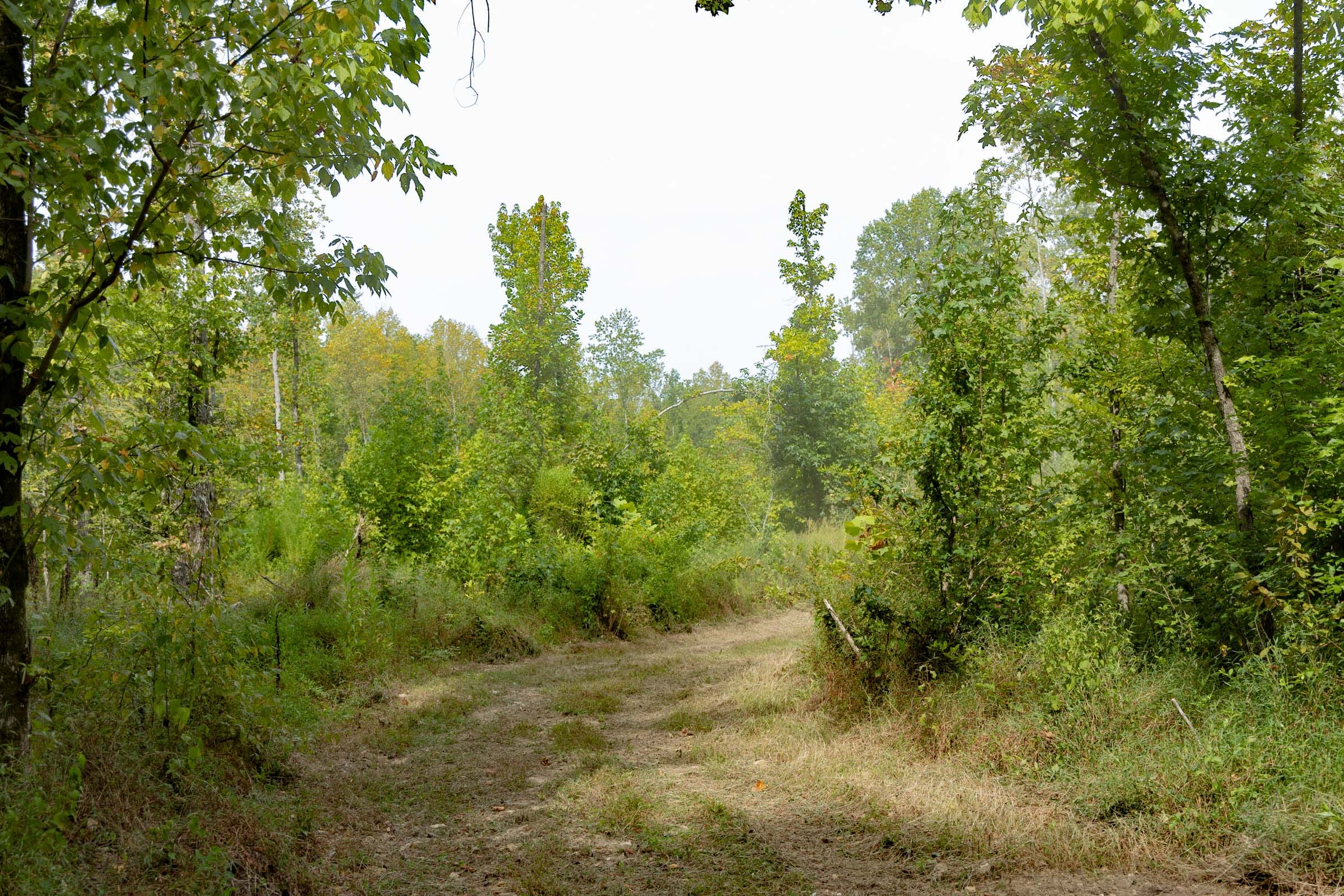 Big White Oak Tract 113 photo 6
