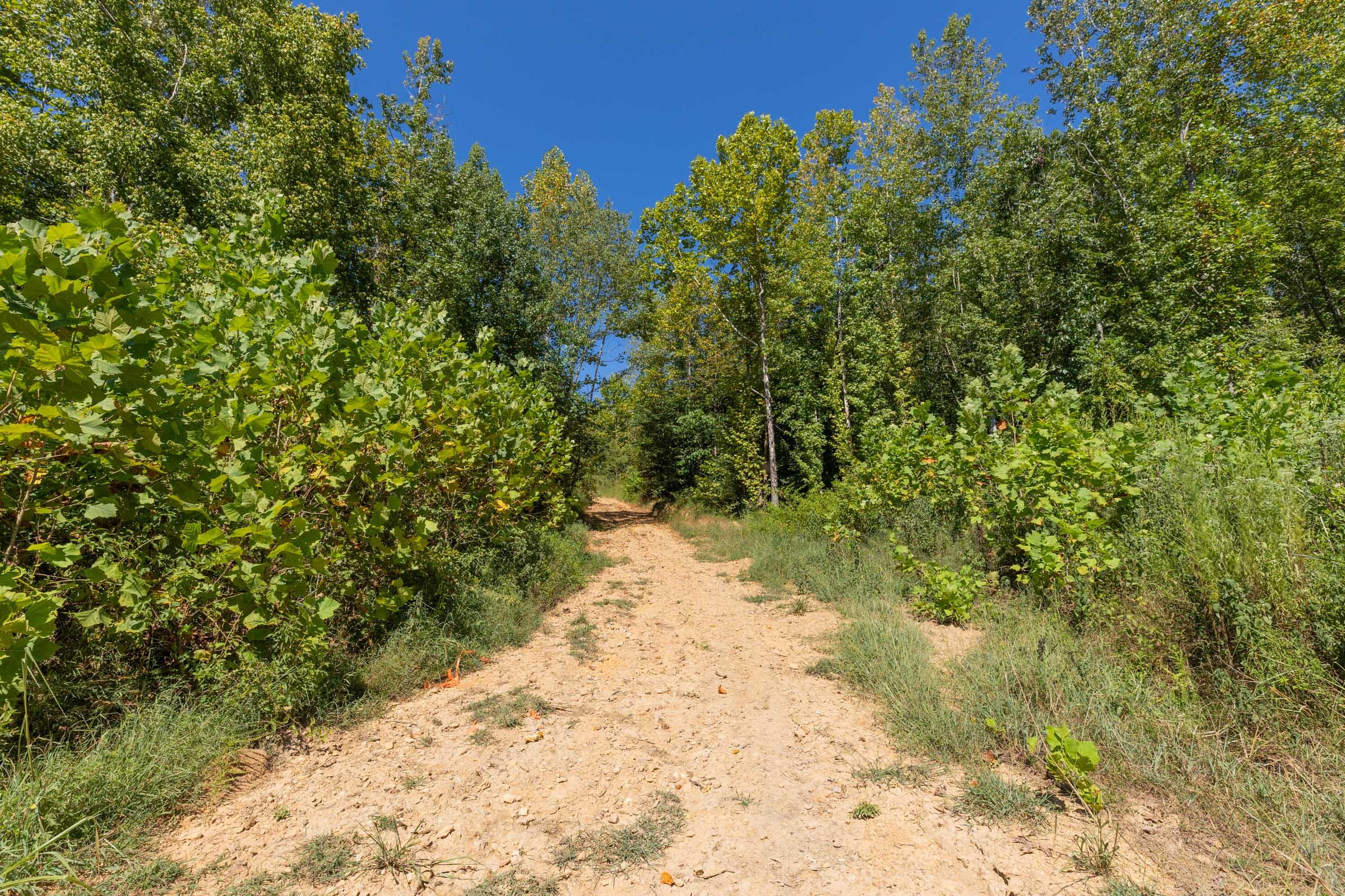 Big White Oak Tract 113 photo 1
