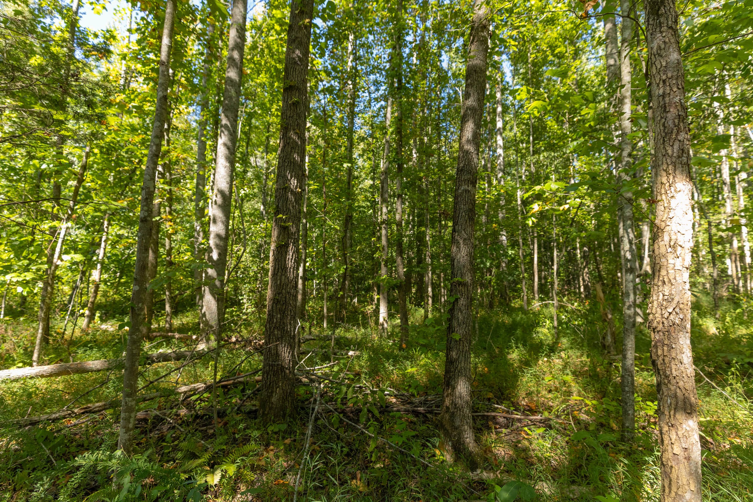 Big White Oak Tract 113 photo 5