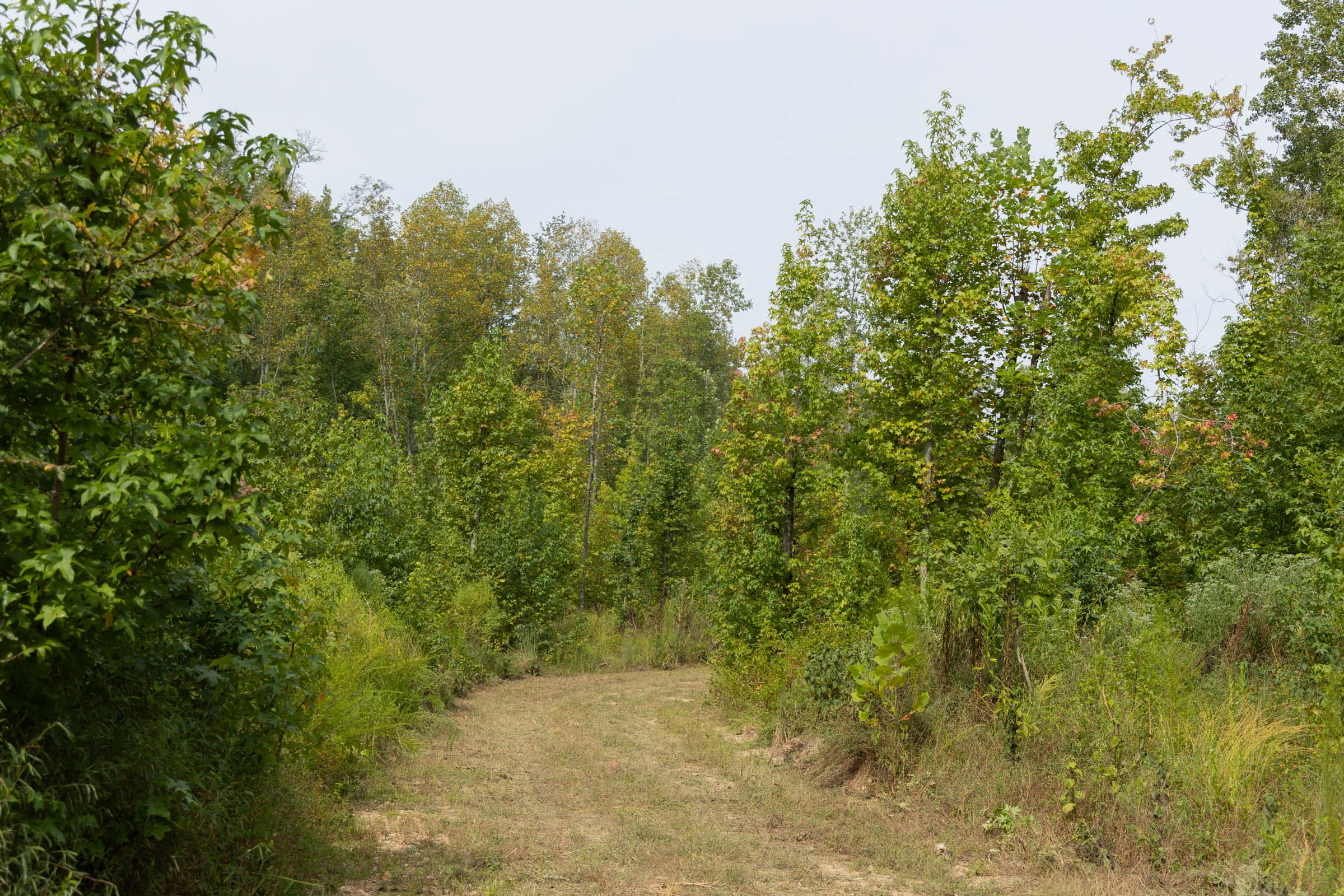 Big White Oak Tract 113 photo 4