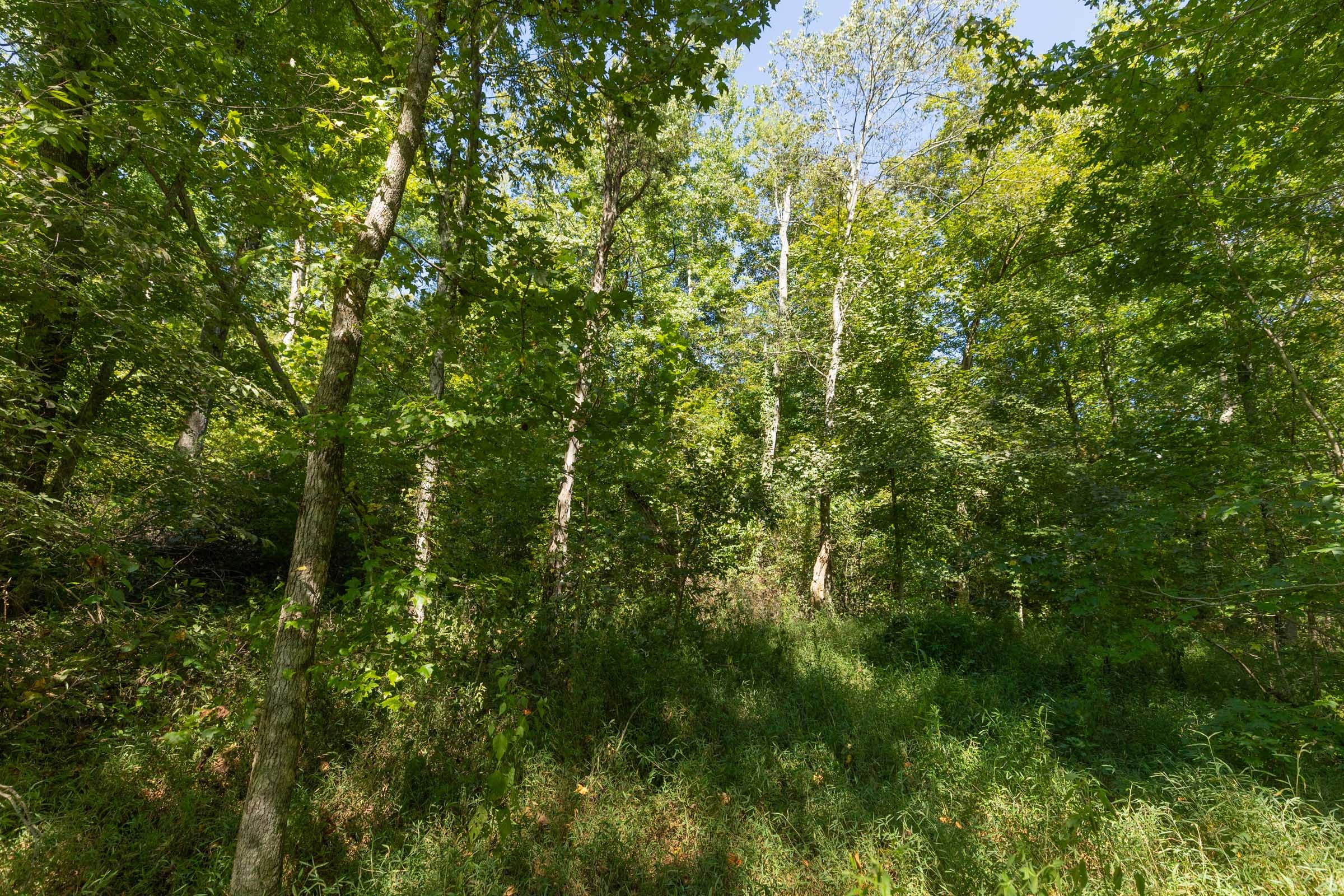 Big White Oak Tract 113 photo 3