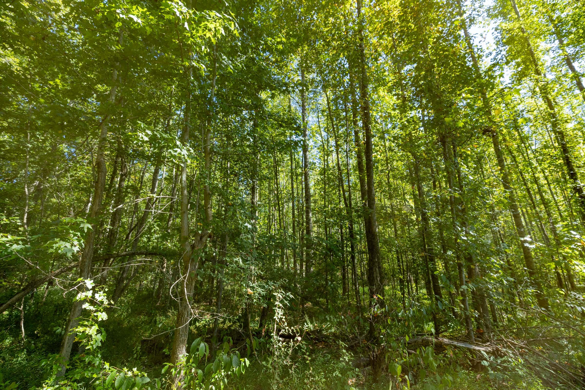 Big White Oak Tract 113 photo 2