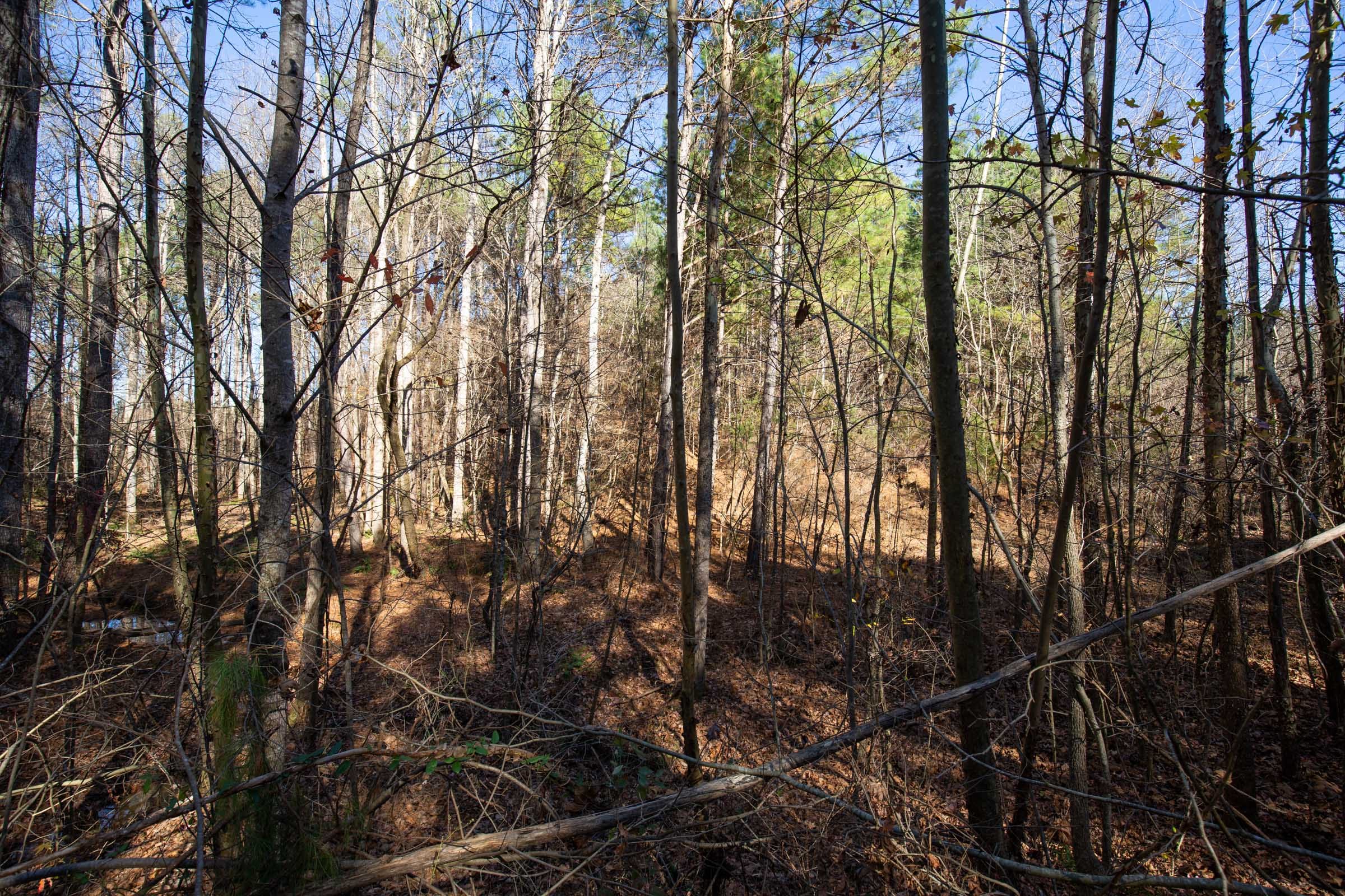 Pine Ridge Tract 11 photo 5