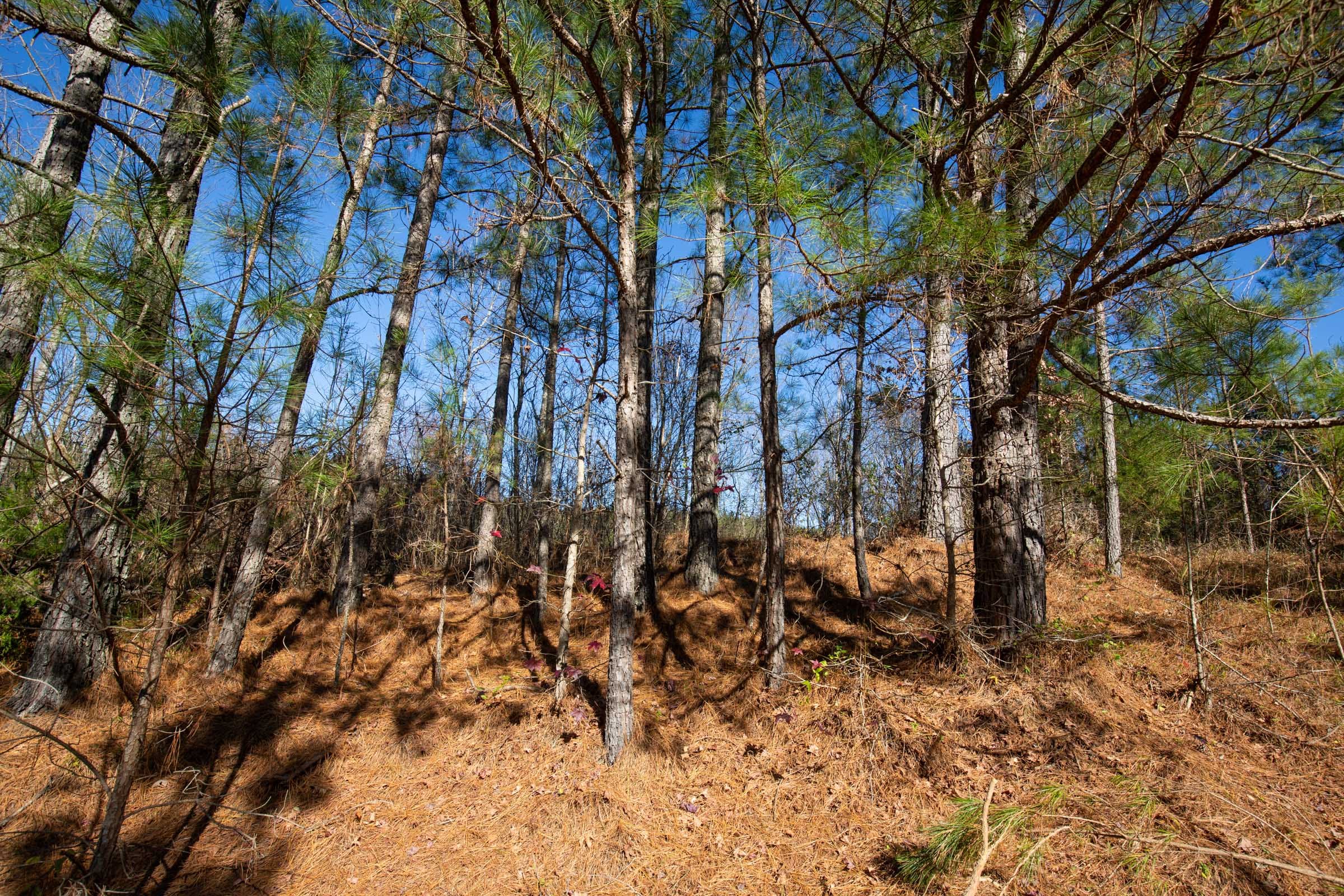 Pine Ridge Tract 11 photo 4