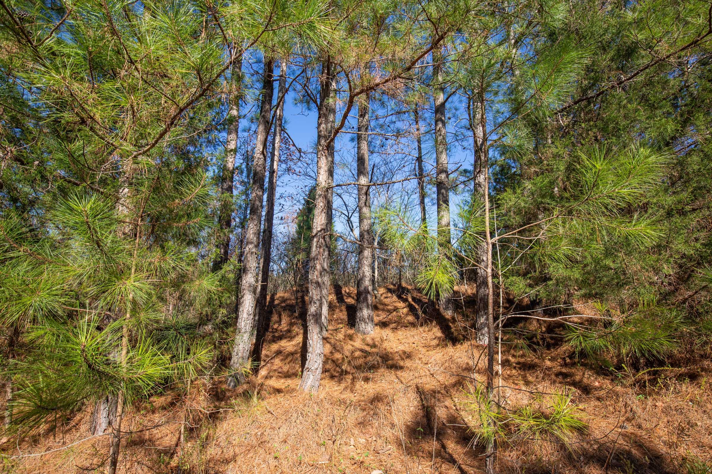 Pine Ridge Tract 11 photo 10