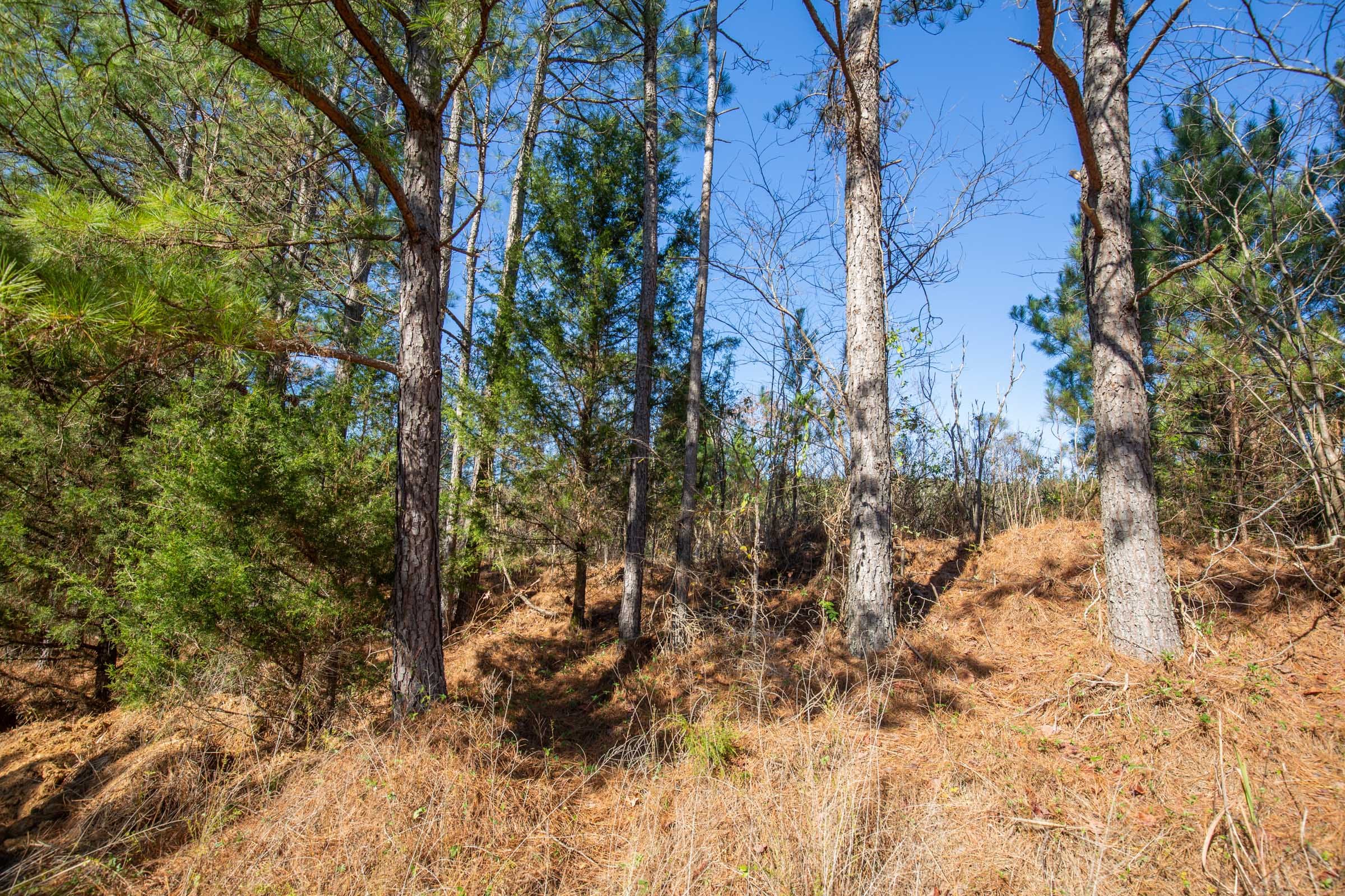 Pine Ridge Tract 11 photo 11