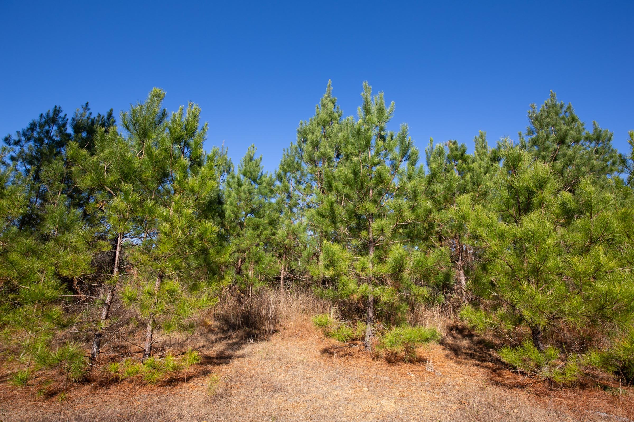 Pine Ridge Tract 11 photo 13