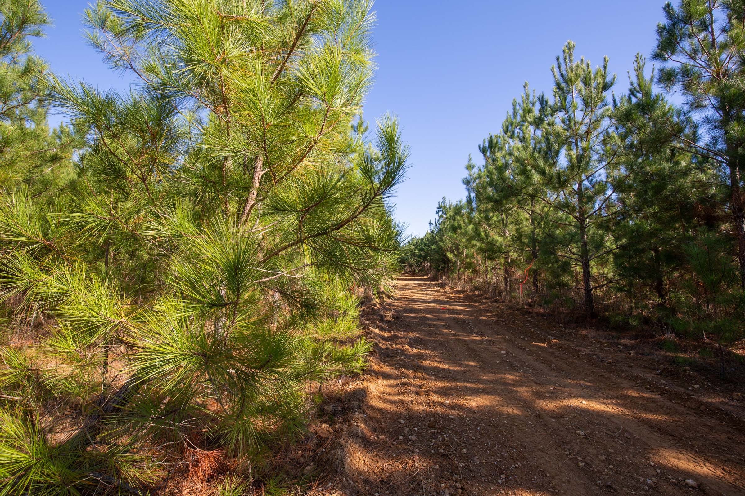 Pine Ridge Tract 11 photo 12