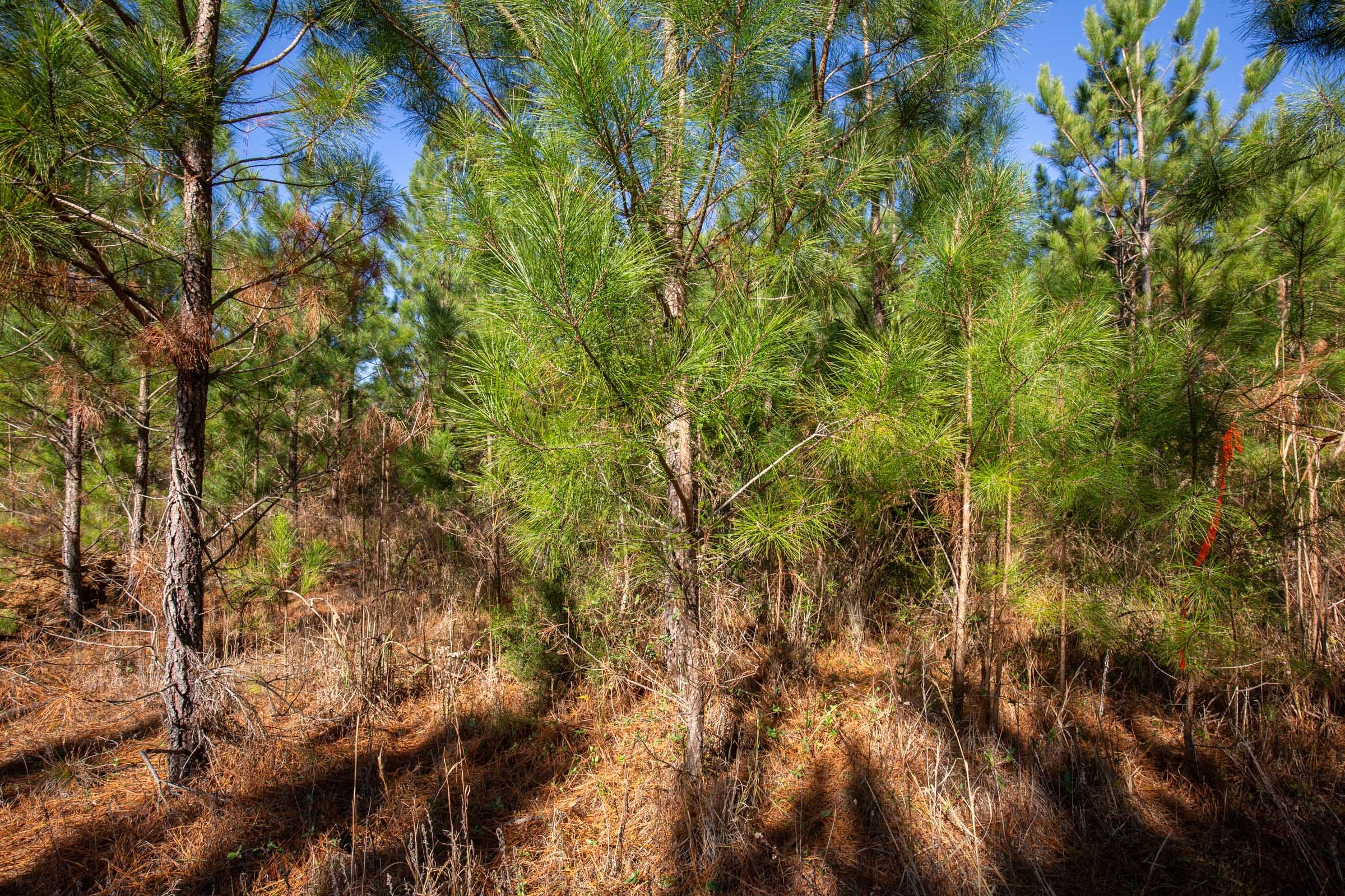 Pine Ridge Tract 11 photo 14