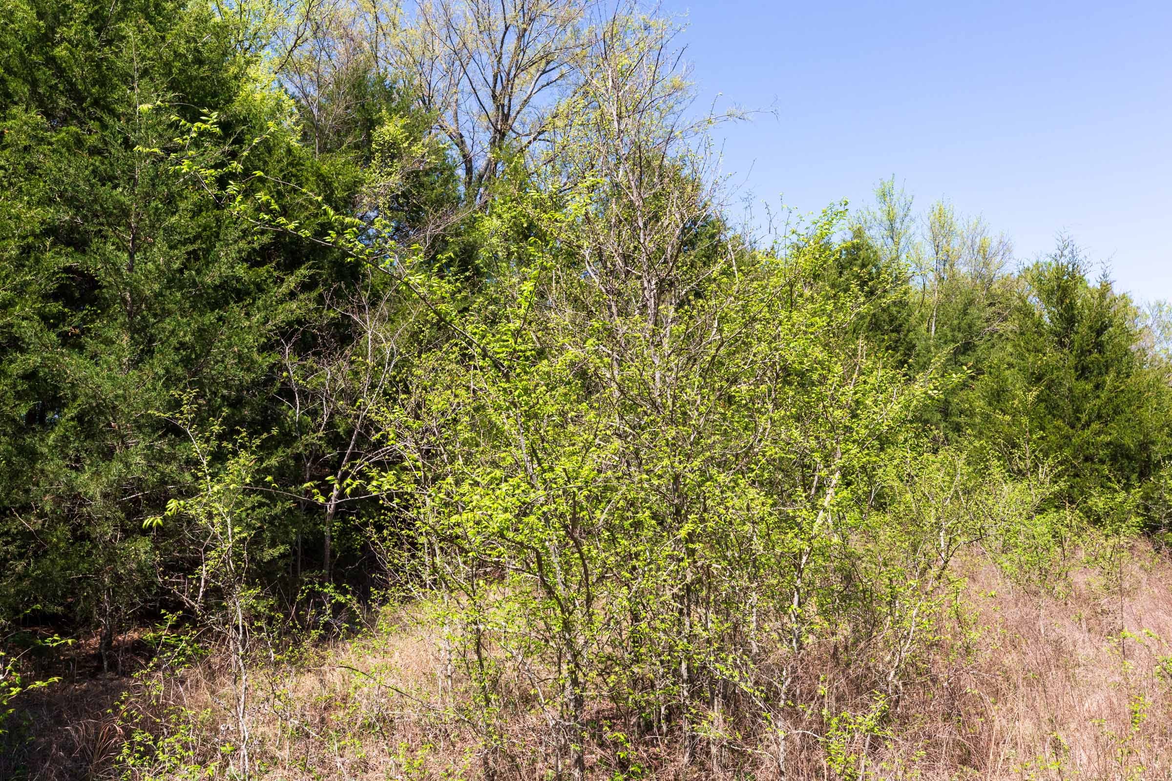 Prairie Grove Tract 13 photo 11
