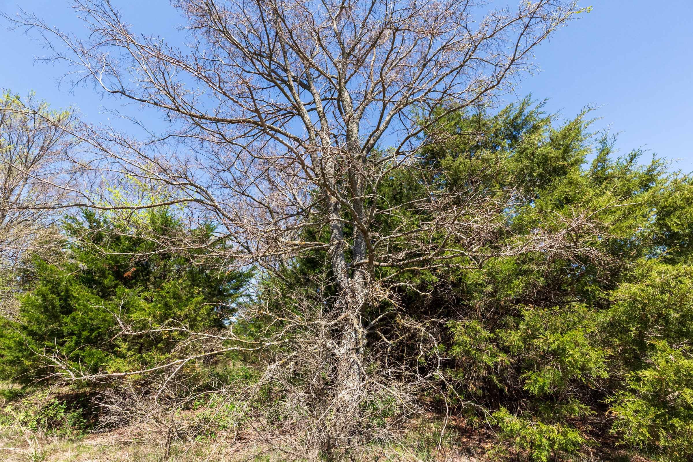 Prairie Grove Tract 13 photo 10
