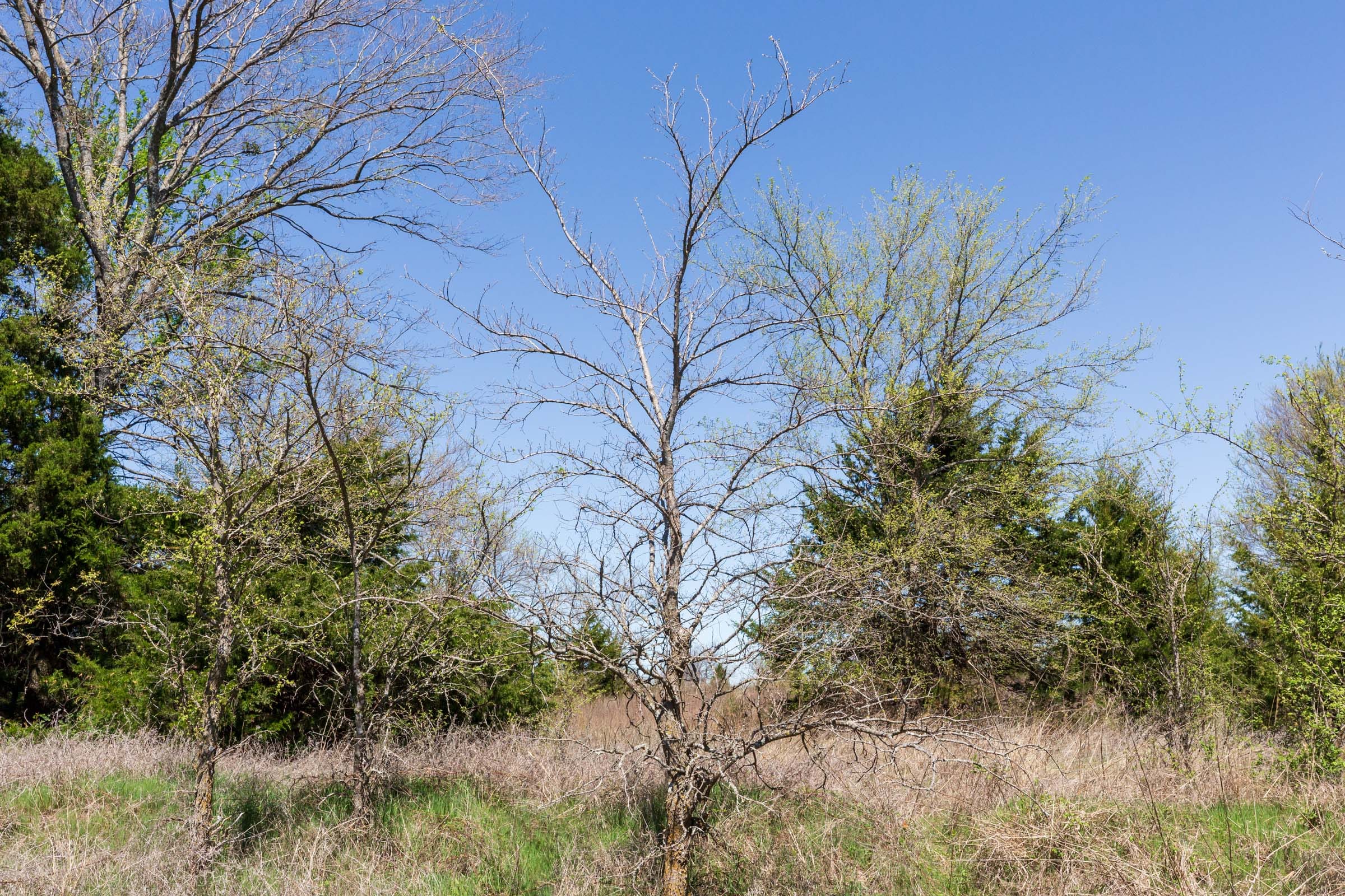 Prairie Grove Tract 13 photo 24
