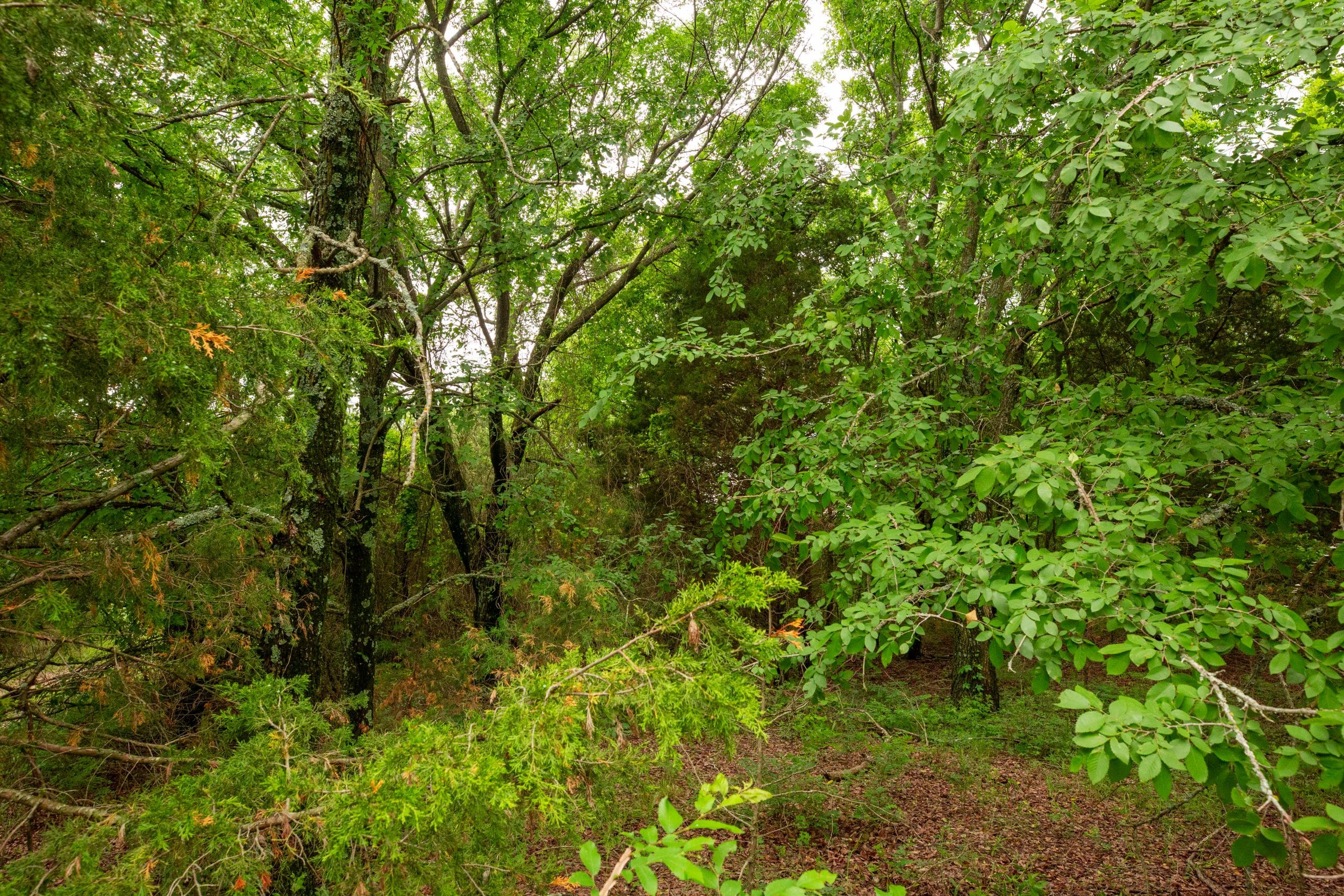 Prairie Grove Tract 13 photo 3