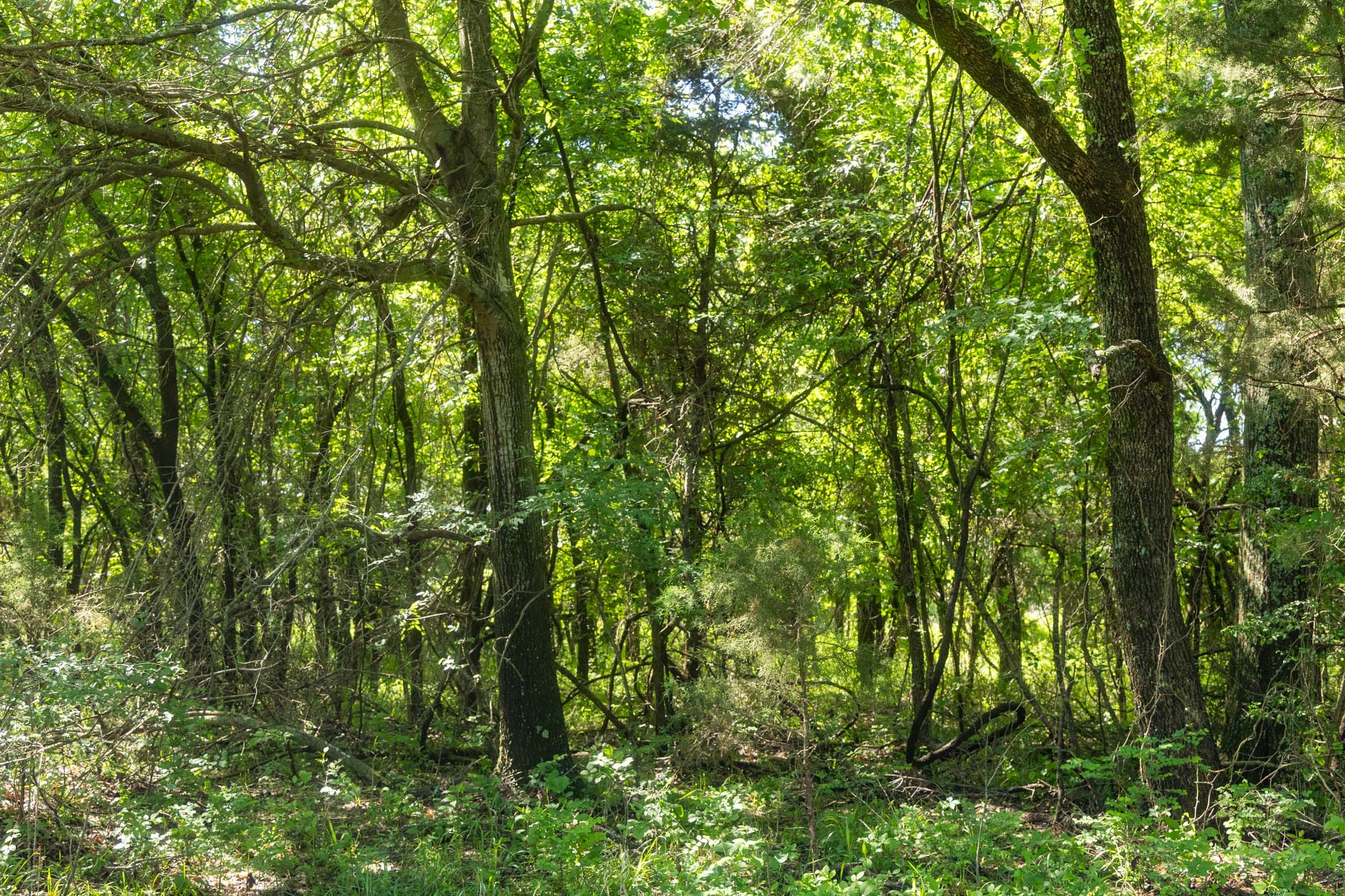 Harmony Hills Tract 26 photo 12