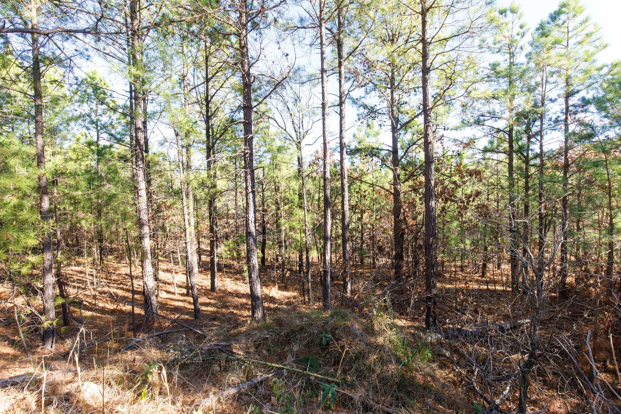 Stone Bridge Phase II Tract 132 photo 7