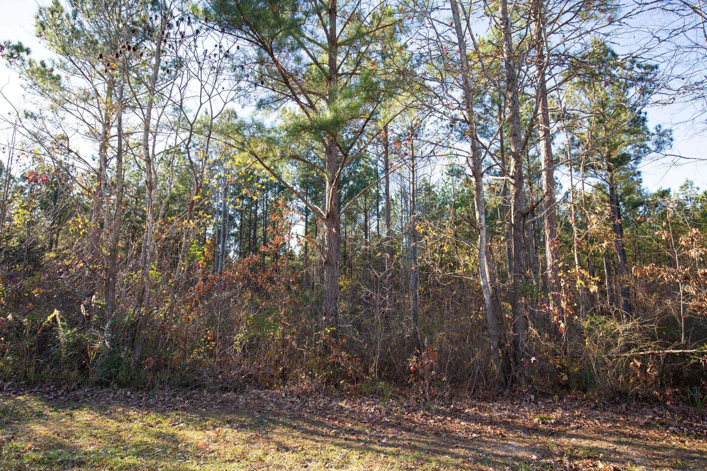 Whetstone Pines Tract 2 photo 3